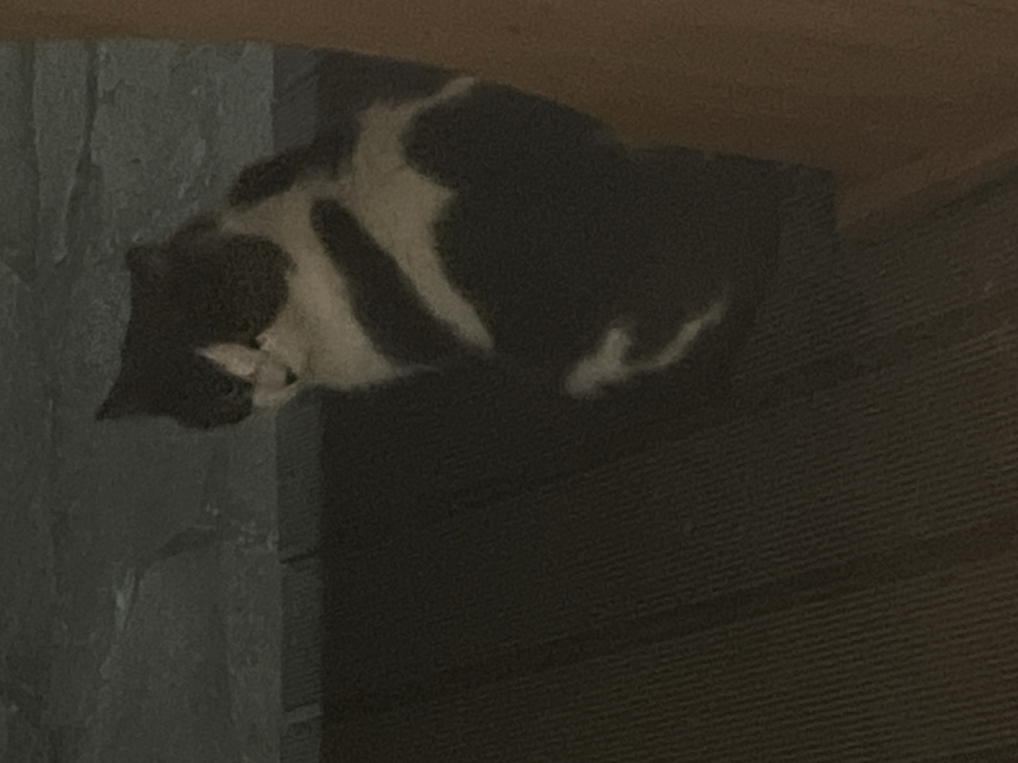 A black and white cat is lying on a ledge. The ledge is made of dark-stained wood. To the left of the cat is a gray stone-like surface. The location is not discernible.