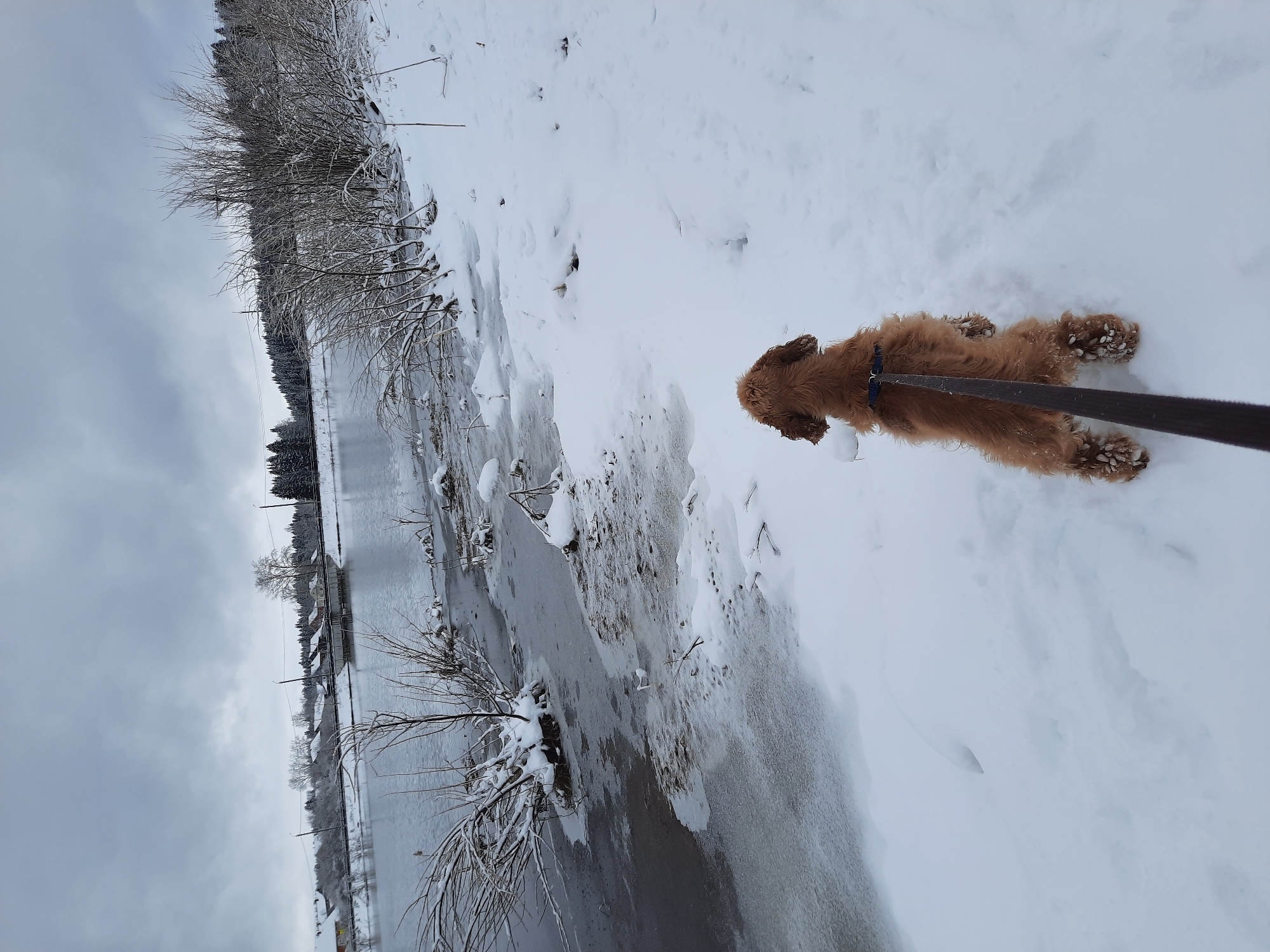 The image depicts a golden-colored dog on a leash in a snow-covered environment, likely near a body of water, possibly a partially frozen river or lake. The water is visible on the left side of the image and is bordered by vegetation with snow clinging to the branches. The sky is overcast. The location is likely Krasnogorskoye, Russia, based on additional context.