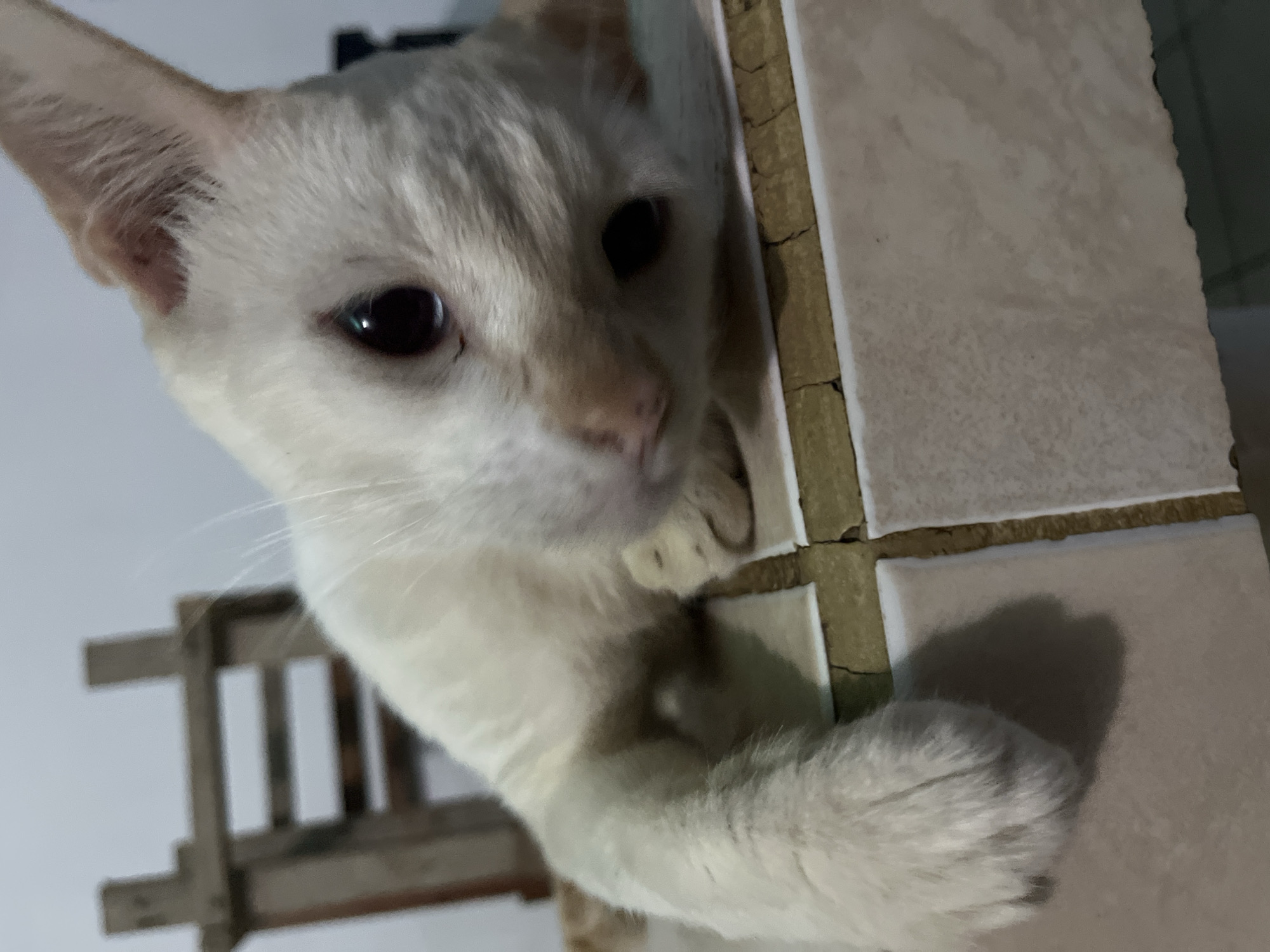 This media file is a close-up, eye-level shot of a light-colored cat with large, dark eyes. The cat is positioned on the right side of the frame, leaning towards the viewer. Its body is mostly out of focus, but its head and front paws are more visible. One paw is resting on a textured surface, possibly tiles, which run vertically along the right edge of the image. The cat appears to be looking directly at the camera with an inquisitive or perhaps slightly shy expression. The background is blurred, with some suggestion of furniture or a structure with vertical elements on the left side, and a shadowed area on the lower right. The lighting suggests an indoor setting, possibly with artificial light, and the time of day is not clearly indicated. There is no visible text in the image. The context of Juan Griego, Venezuela, suggests a warm climate, but this cannot be directly inferred from the image itself.