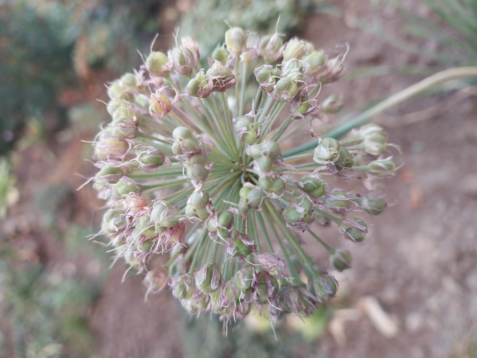The image shows a close-up of a spherical seed head of a plant, likely an ornamental onion (Allium). The seed head is composed of numerous small, green, capsule-like structures, many of which are open and contain remnants of what appear to be dried filaments. Some of these structures are tinged with a pale pink or purple color. The seed head is supported by thin, green stems radiating outwards. The background is blurred, showing a mixture of muted green foliage and earthy tones, suggesting an outdoor setting in a garden or park. There are no people or specific landmarks visible to indicate a location within the city of Dnipro, Ukraine. The overall lighting is soft and diffused, with no harsh shadows.