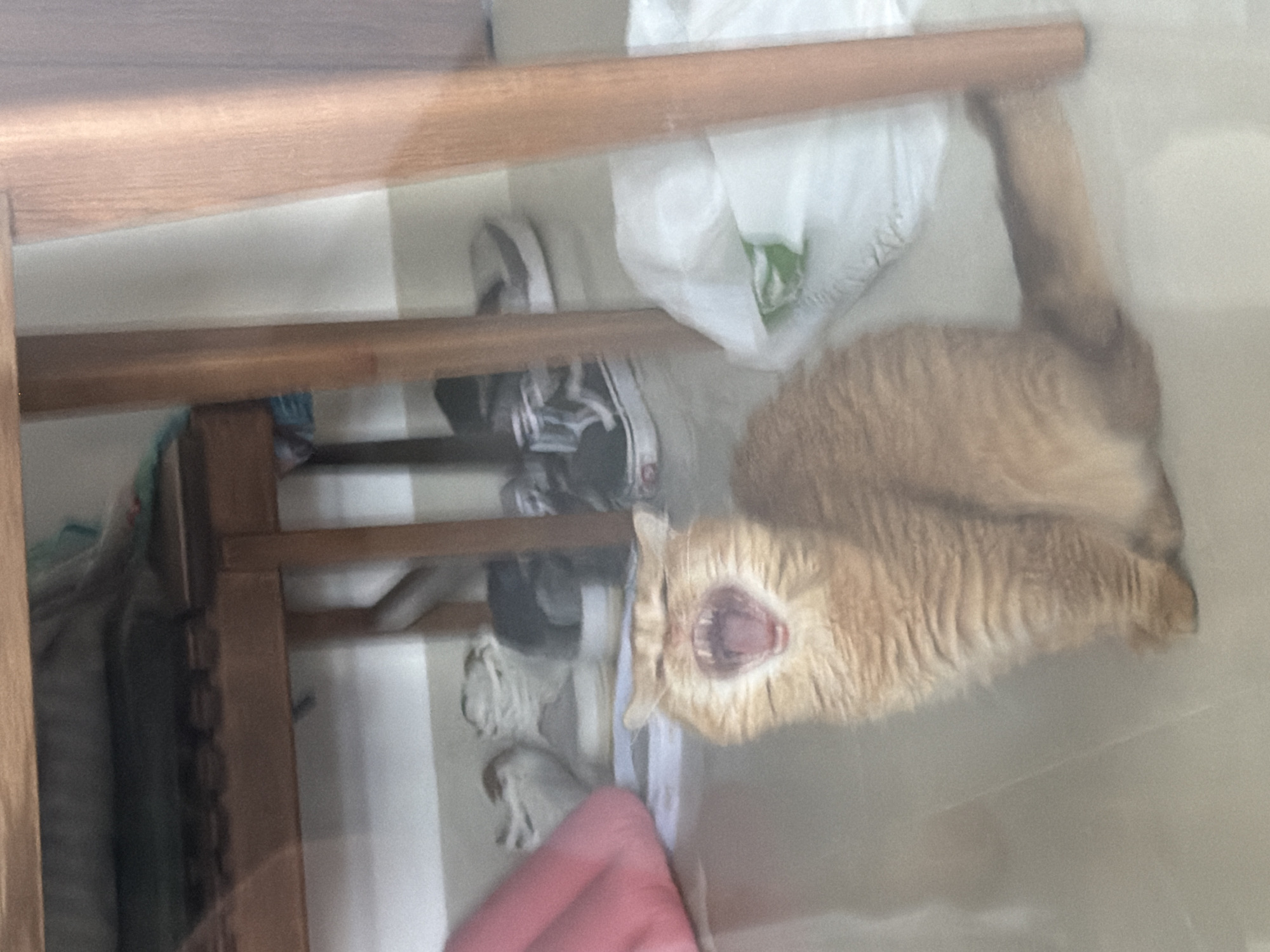 A fluffy orange cat with its mouth wide open in a yawn is the central focus of the image. The cat is sitting on a light-colored floor. In the background, there are several pairs of shoes, a pink cushion, and a white plastic bag. A wooden table or furniture is positioned above the cat, with its legs visible. The scene appears to be indoors, likely in a residential setting. The image does not provide any information about the location in Đà Nẵng, Vietnam.