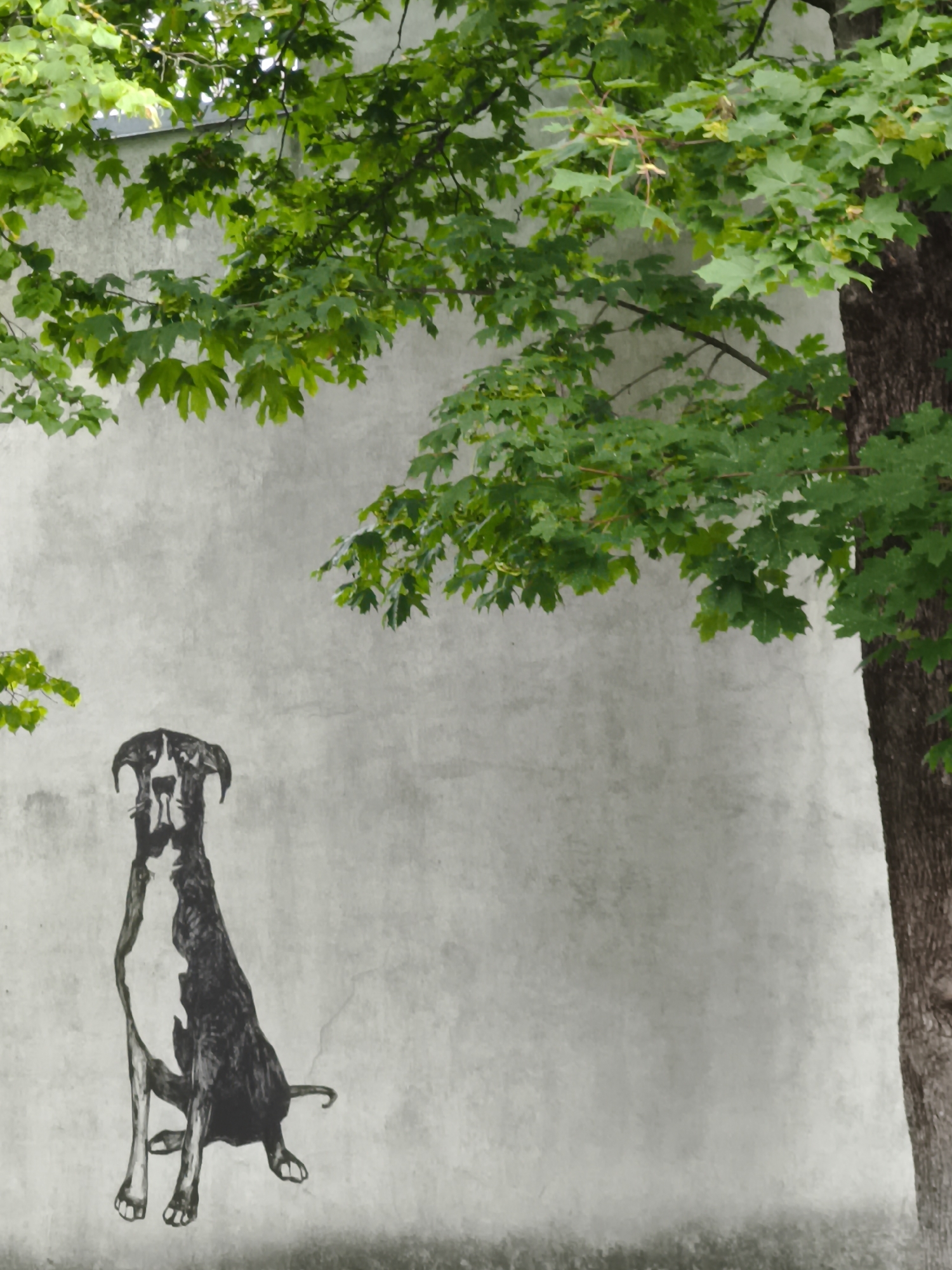 A black and white stencil of a dog is painted on a light gray concrete wall, beneath the canopy of a large tree with green leaves. The dog is depicted sitting, facing forward with its head slightly tilted. Its ears are long and floppy, and it has a white marking on its chest and face. The tree's trunk is visible on the right side of the image. The scene appears to be an outdoor setting in a city, possibly a park or a street. The graffiti art of the dog is the primary subject. The overall impression is one of urban art integrated with nature. Based on the context of similar imagery, this artwork is located on the wall of the Tallinn Central Library in Tallinn, Estonia.