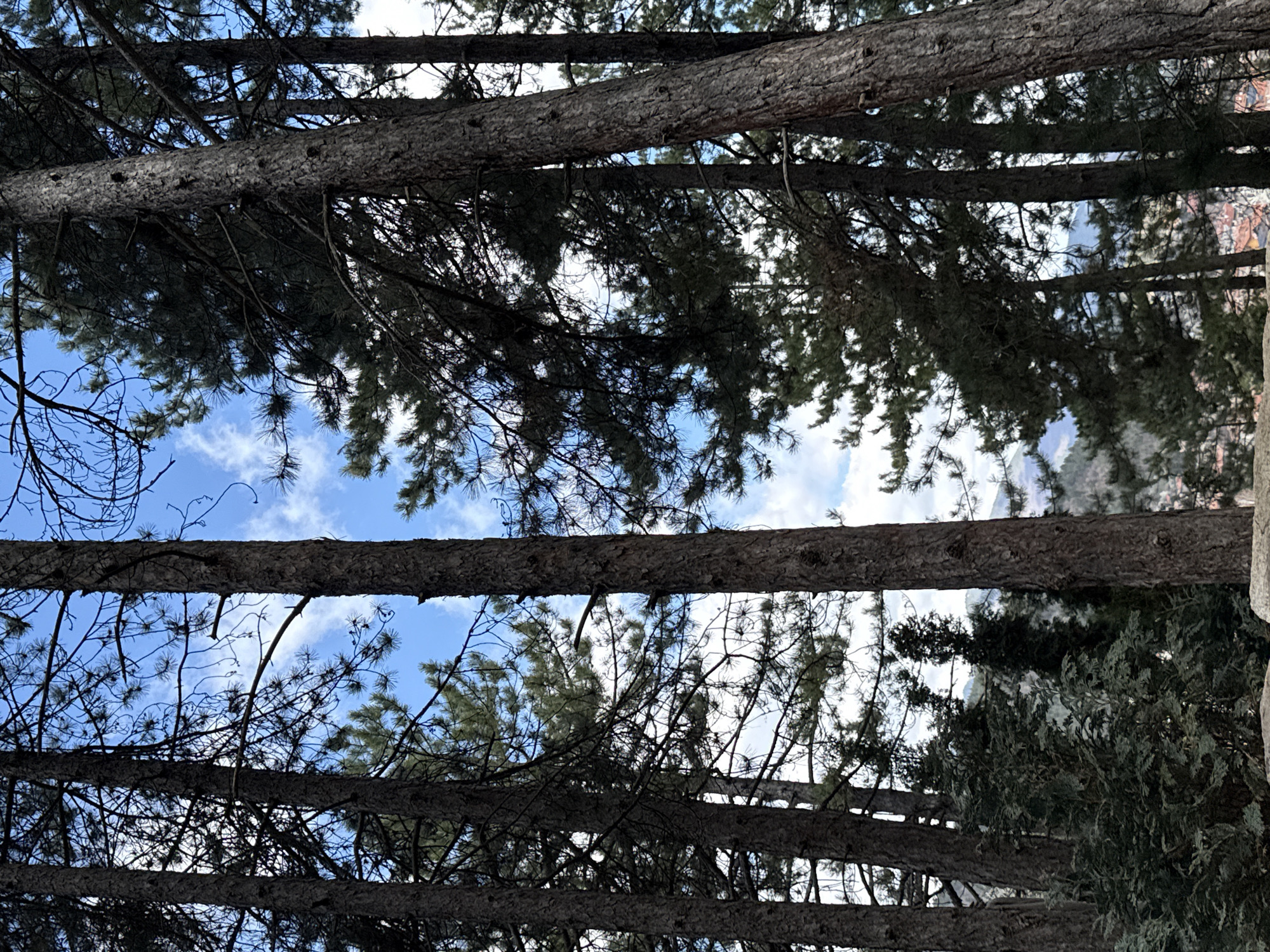Looking up through tree trunks towards a blue sky with scattered clouds. The location is Velingrad, Bulgaria.