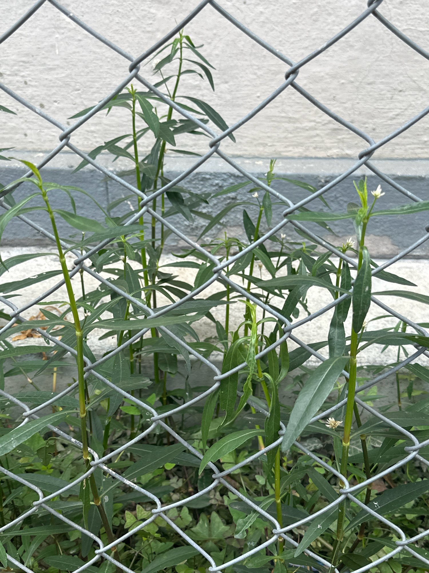 In Lalitpur, Nepal, a close-up, eye-level shot shows a chain-link fence with green plants growing through it. The fence is made of galvanized steel wires forming a diamond pattern. The plants are tall and slender, with long, narrow green leaves. Some of the plants have small, white flowers. The background is a lightly textured, off-white wall with a dark gray horizontal band near the bottom. The ground beneath the fence is covered with soil, fallen leaves, and more green foliage. The lighting is even, suggesting an overcast day or shade.