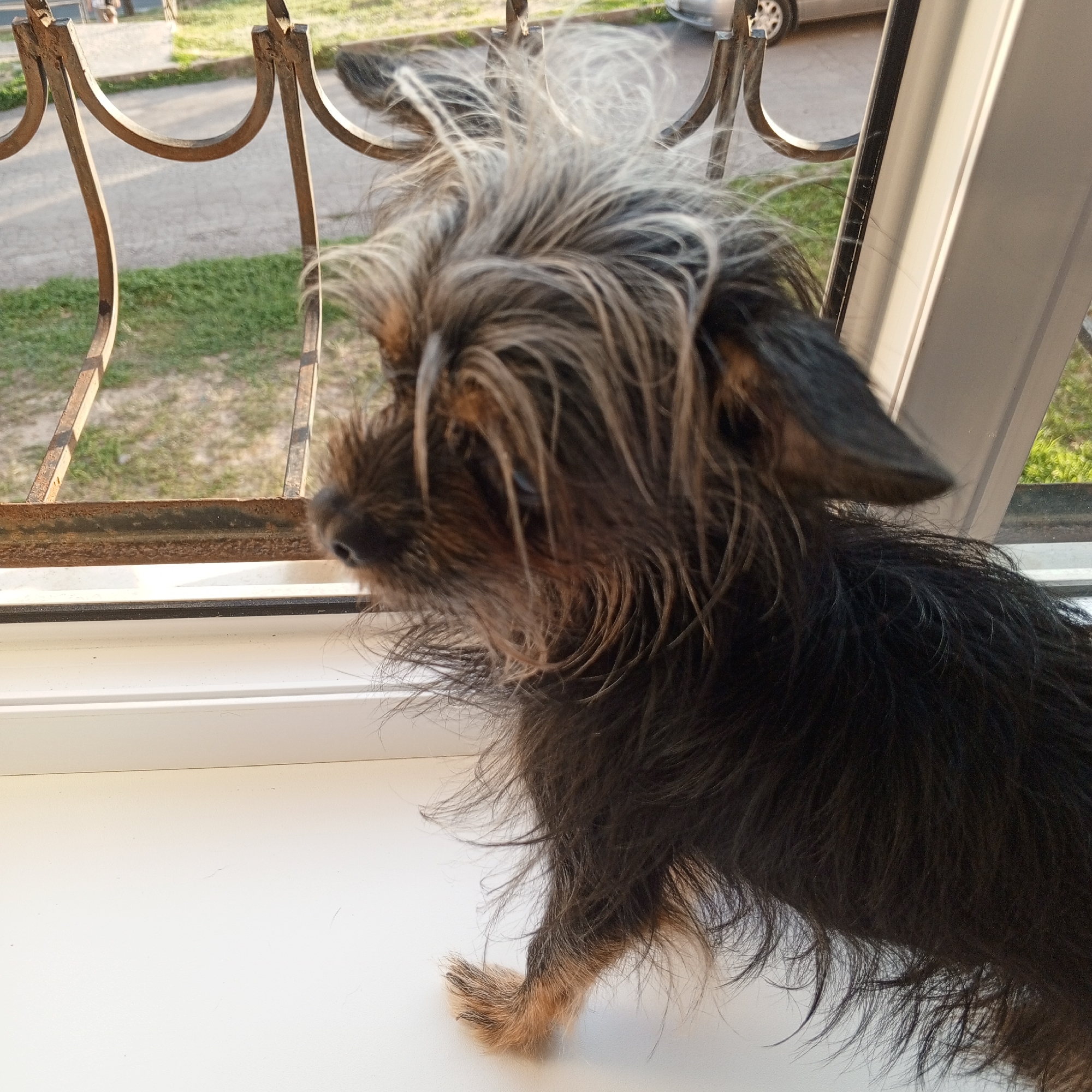 An alert, scruffy terrier mix dog with wiry, graying fur on its head and dark fur on its body sits on a white windowsill, looking out through a rusted metal grate. The background shows a blurred residential street with a sidewalk and green grass. The lighting suggests it is daytime.