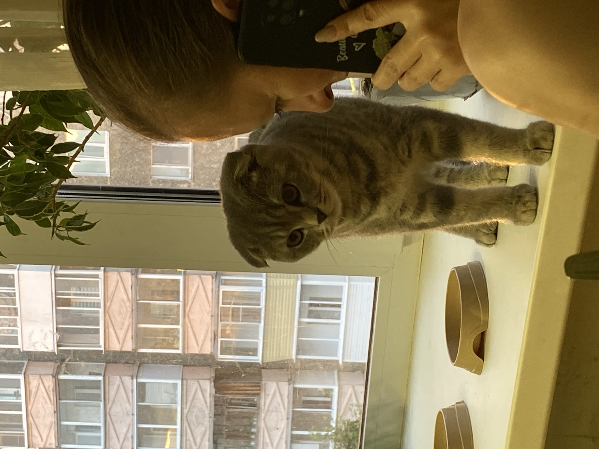 The image, rotated 90 degrees counter-clockwise, captures a moment between a person and a cat on a windowsill, looking out onto an urban landscape in Votkinsk, Russia.
In the foreground, a person's head and hand are visible on the left, holding a dark smartphone. The phone case features text that reads "Beauti" and a small green plant icon. The person appears to be taking a photograph of a grey tabby cat with folded ears, characteristic of a Scottish Fold breed, positioned on a white windowsill. The cat looks directly towards the camera with wide, curious eyes. Its striped fur is well-lit by natural light streaming in through the window.
Further to the right on the windowsill, two light brown, empty pet bowls are visible. A green leafy plant partially frames the upper left corner of the scene.
Beyond the window, the background reveals multi-story residential buildings, likely apartment blocks, with numerous windows. Many of these windows are fitted with decorative diamond-patterned shutters or small balconies, some of which appear to be closed. The architecture suggests a typical urban residential area. The overall lighting indicates it is daytime, with bright natural light illuminating the windowsill and the cat. The cat's expression conveys a sense of gentle curiosity or alertness.