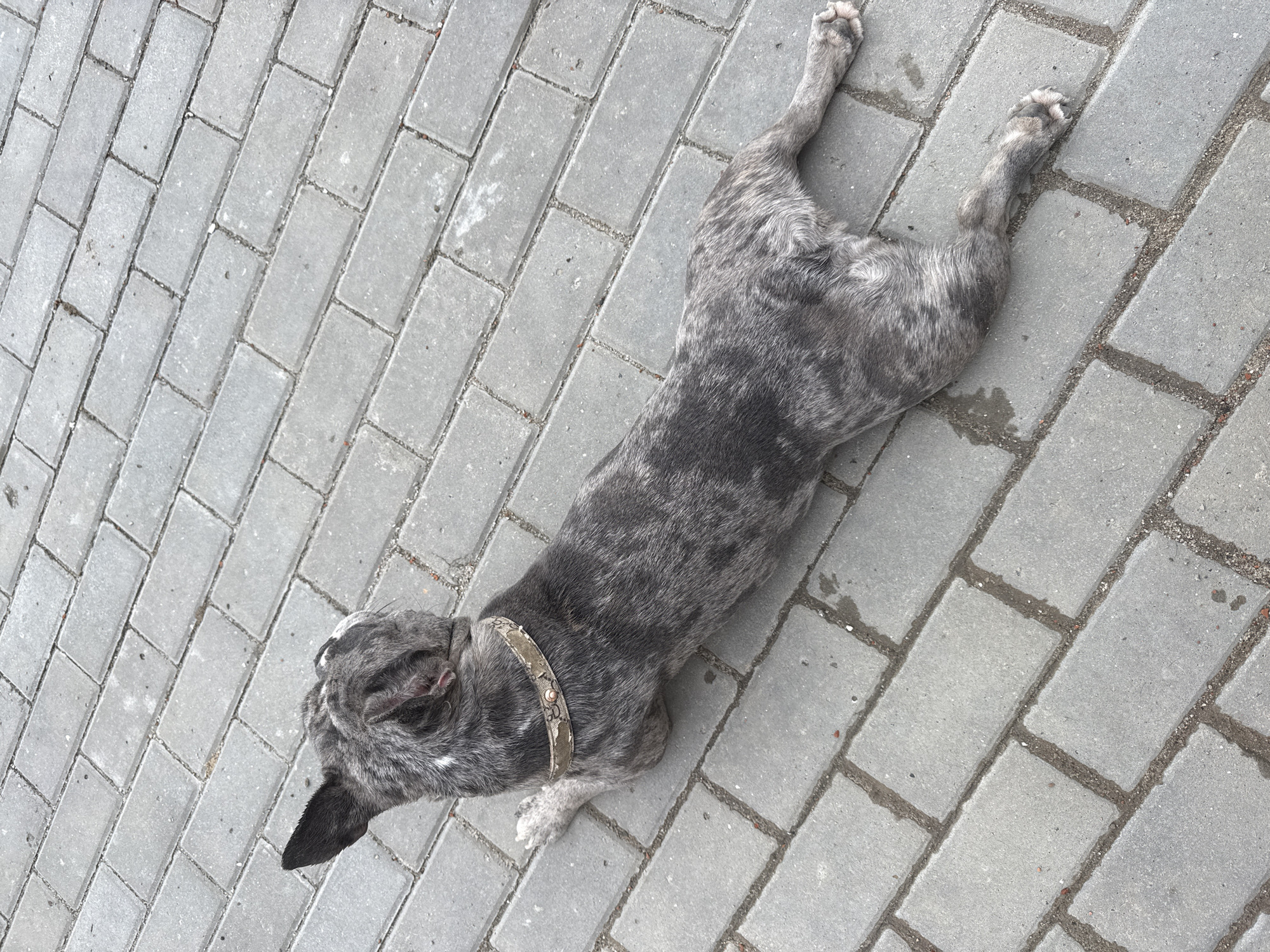 A grey, brindle-patterned dog lies on a paved surface constructed of grey rectangular blocks. The dog wears a collar. The scene appears to be outdoors, possibly in a public area. There is no indication or evidence provided within the image to determine the location to be Berezyna, Ukraine.