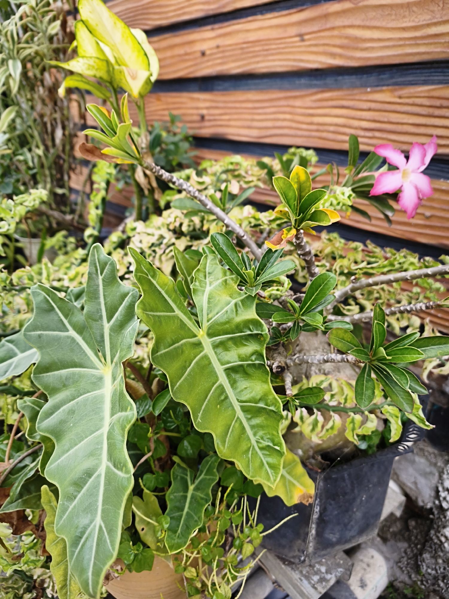 The image depicts a close-up view of various potted plants situated outdoors. In the foreground, large, textured green leaves of an Alocasia plant dominate the left side of the frame. To the right of the Alocasia, a smaller plant with glossy, dark green leaves is visible. Further back and slightly to the right, a flowering plant with a single, delicate pink five-petaled flower is in bloom. The background features a wooden-textured wall, possibly part of an outdoor setting or structure. The plants are arranged in black plastic pots, which are placed on a surface that appears to be composed of stones and concrete blocks. The overall impression is one of a garden or a plant nursery, likely located in an urban environment. The image does not contain any people or discernible actions. Based on the presence of lush tropical vegetation and outdoor decorative elements, the scene could be indicative of a residential area or commercial establishment in Bandar Lampung, Indonesia, where such plants are common. The lighting suggests it is daytime.