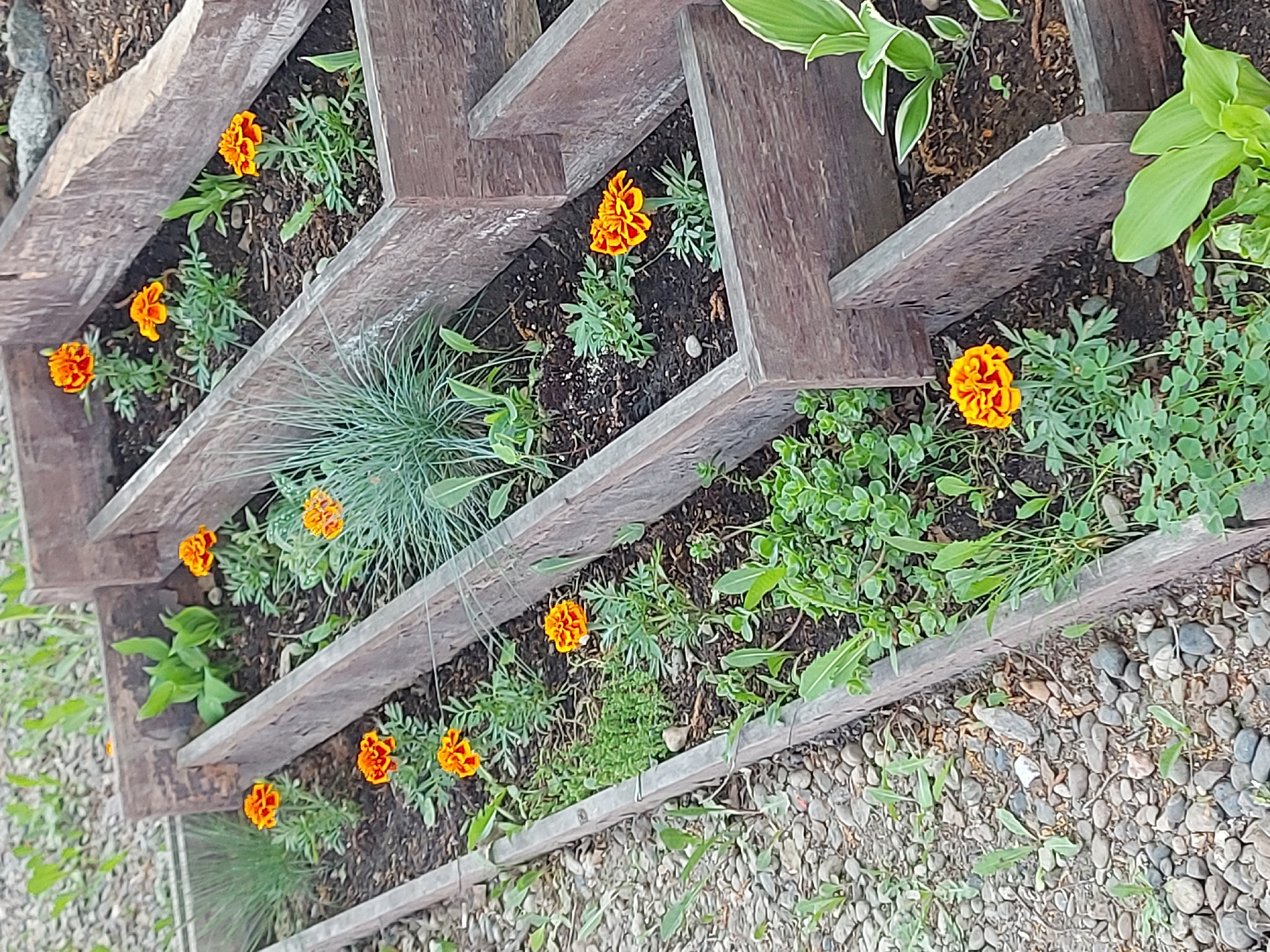 The image depicts a stepped wooden planter box filled with soil and a variety of plants. The planter box is constructed from weathered, brown wooden planks arranged in a zig-zag pattern. Within the planter, vibrant orange marigold flowers are interspersed with other greenery, including what appears to be ornamental grass and various leafy plants. The area surrounding the planter box is covered in small gray and brown gravel. The specific location within the city of Chaikovsky, Russia, cannot be determined from the image alone. There are no people visible in the image.