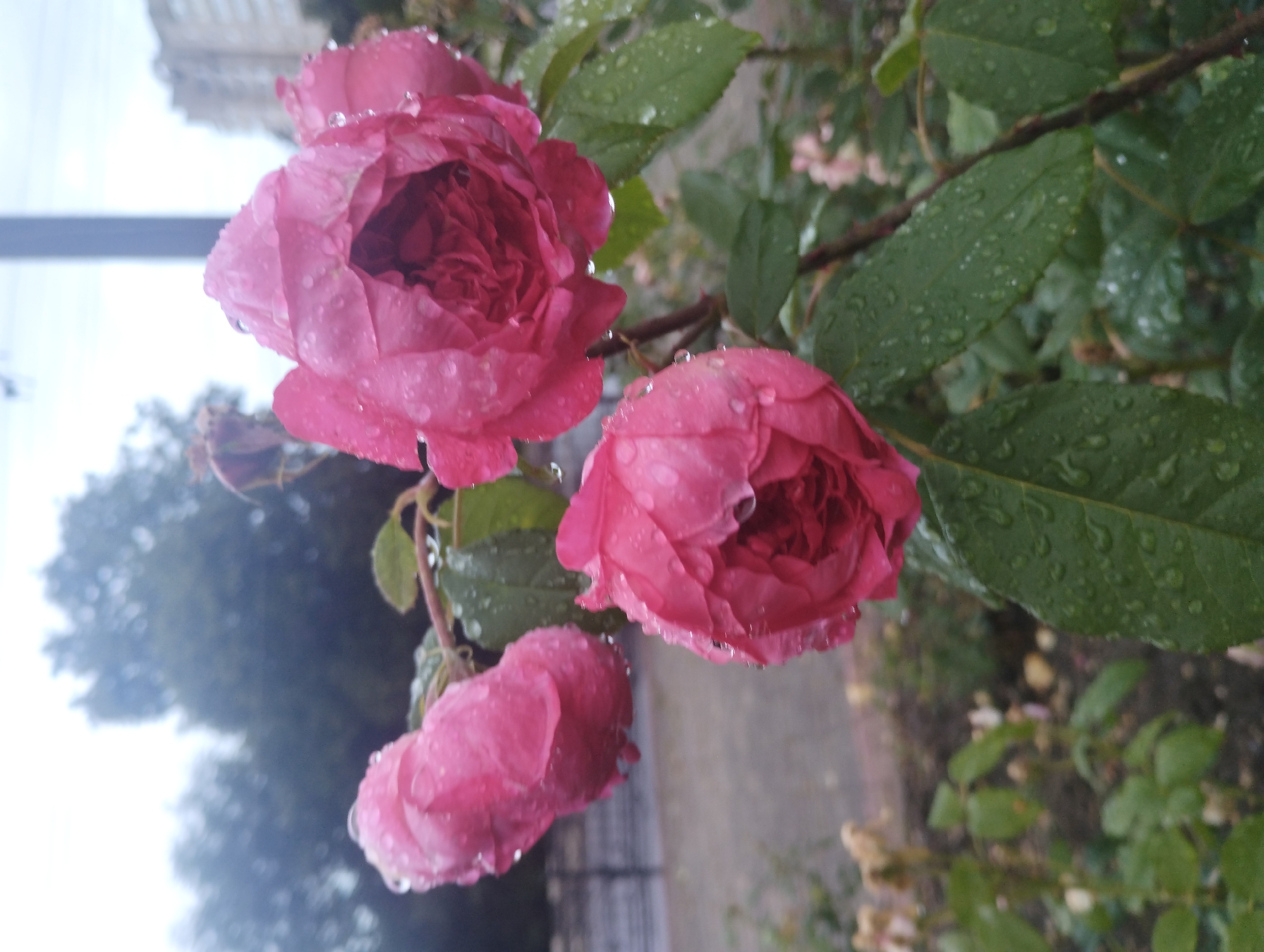 The image depicts a close-up view of several pink roses on a bush, covered in water droplets, suggesting recent rainfall. The roses are in various stages of bloom, with some fully open and others still forming. The background is slightly blurred, but hints of greenery from trees and a faint outline of a building suggest an outdoor, possibly urban, setting. The presence of a building and trees could place this scene in the city of Sumy, Ukraine, a city known for its parks and greenery. The focus is entirely on the flowers and their delicate beauty, enhanced by the water droplets that cling to their petals. There are no people or animals visible in the frame.