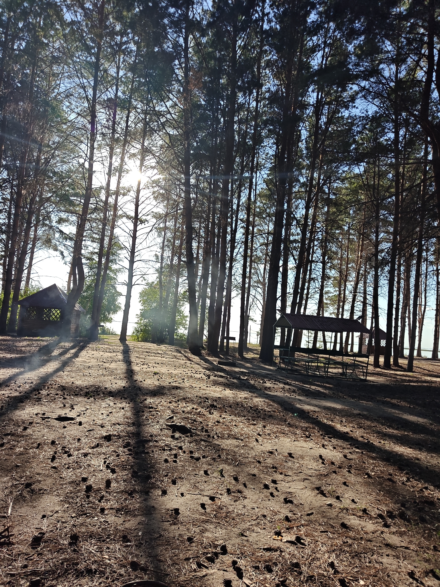 The image depicts a forested area with tall pine trees casting long shadows across a sandy ground littered with pinecones. In the mid-ground, there are two small wooden structures: a gazebo-like shelter with benches on the right, and a small hut with an open, lattice-like wall on the left. The sun is visible through the trees, creating lens flare and dappled light. The ground slopes upwards towards the right side of the image. The environment suggests a natural setting, possibly a park or recreational area.