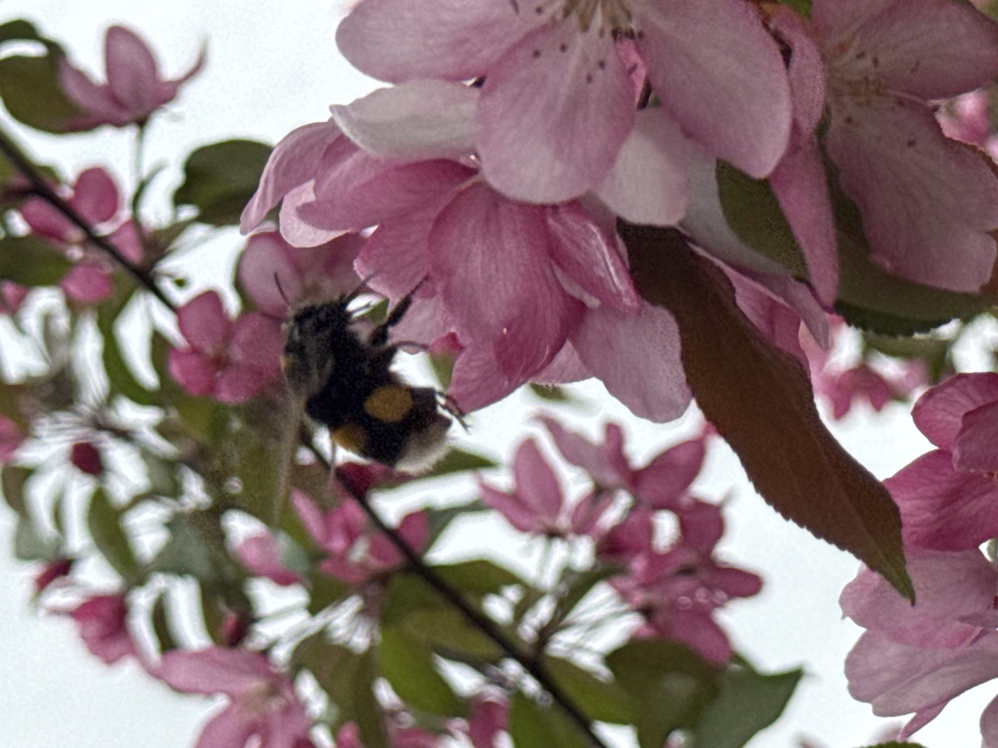 A bumblebee is clinging to the underside of a cluster of pink blossoms. The flowers are on a branch with green leaves and other pink flowers in the background. The scene is softly lit. The bumblebee has a black body with a yellow band on its abdomen. The background is a pale sky.
