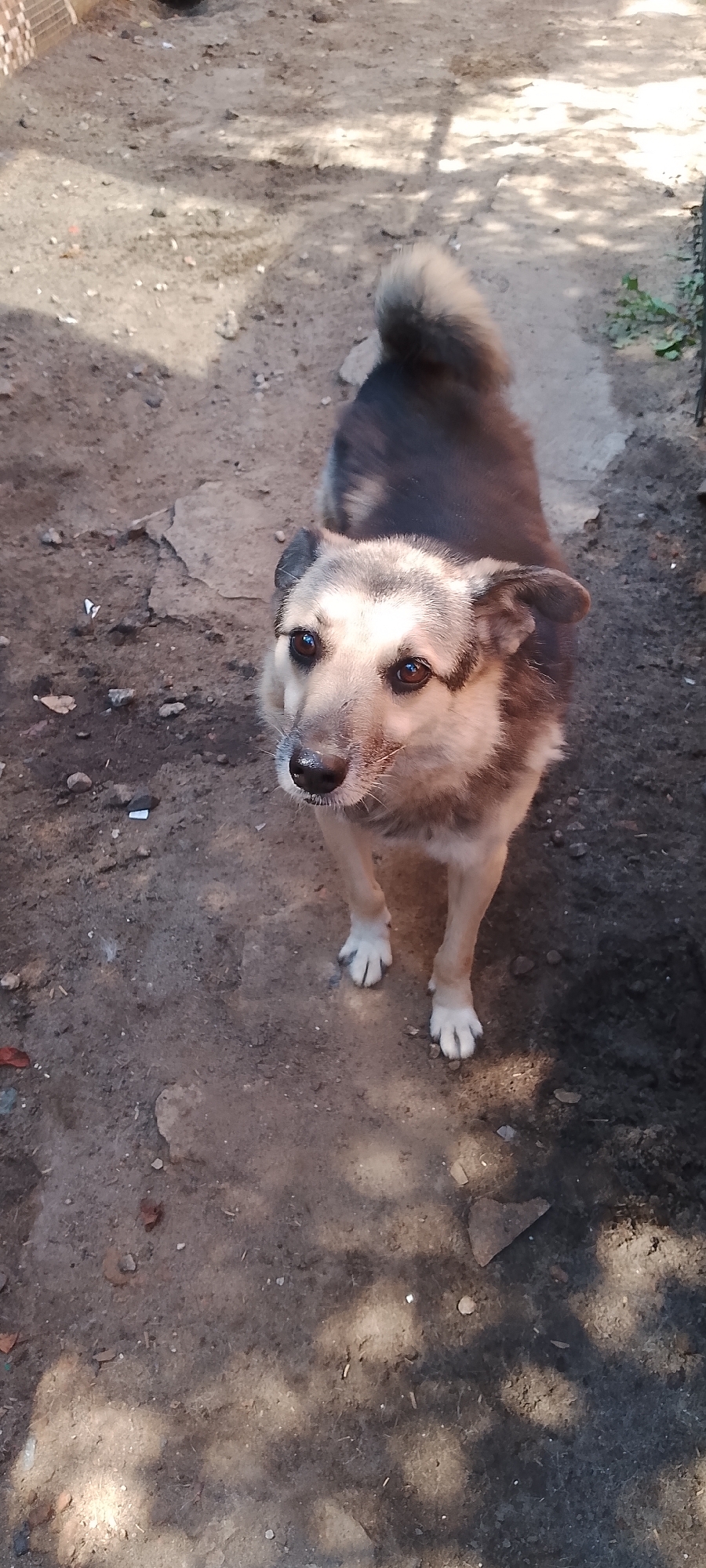 A medium-sized dog with tan and dark brown fur stands on a dirt path. The dog has pointed ears and a bushy tail curled over its back. Its eyes are brown and it is looking upwards. The ground is composed of dirt and small stones, with patches of sunlight and shadow. In the background, a blurred fence and some sparse green foliage are visible. The setting appears to be an outdoor area in Belgorod, Russia.