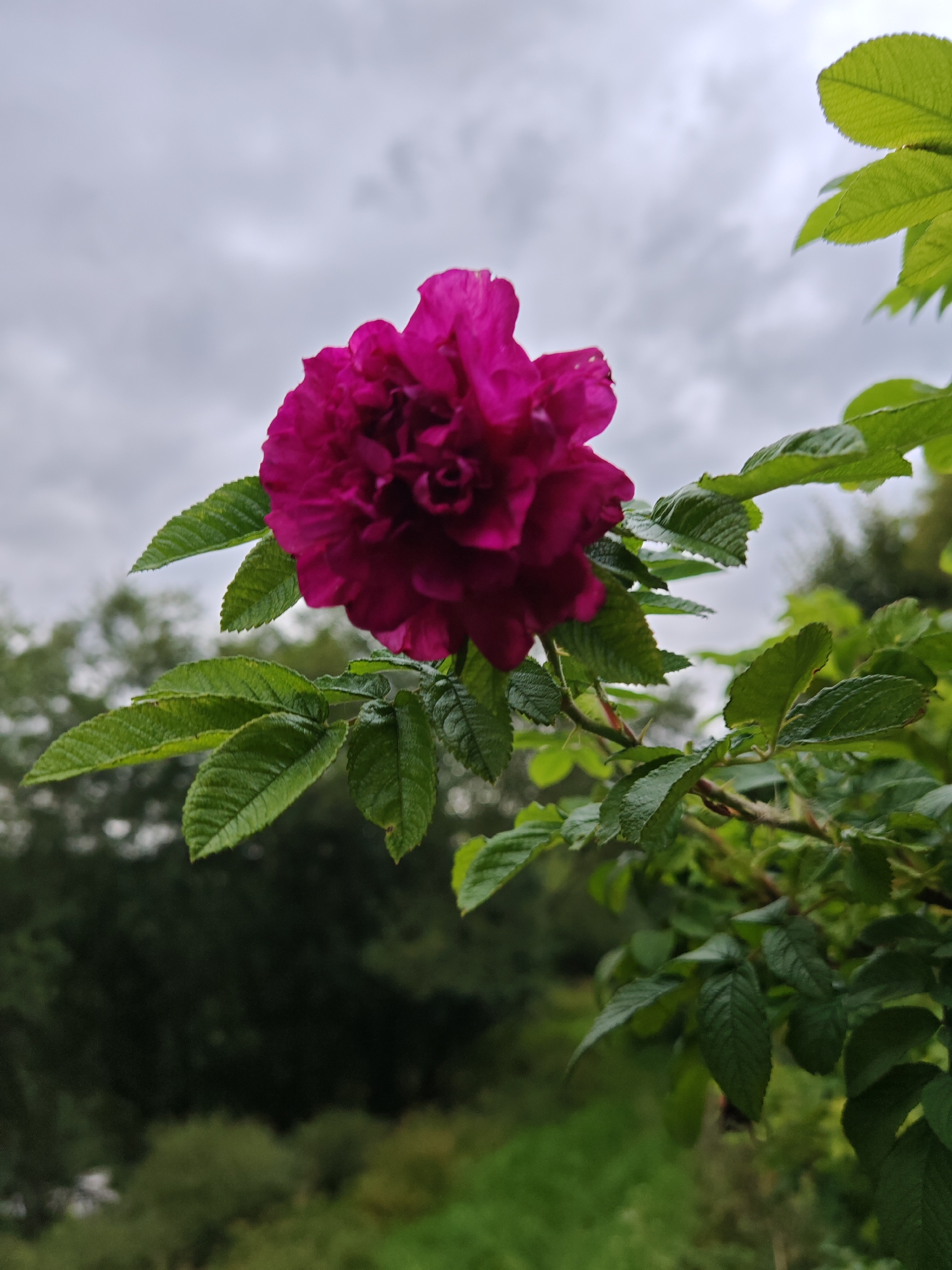 A single, vibrant magenta rose, tightly furled with many petals, blooms in the foreground. The rose is set against a backdrop of lush green foliage and a muted, overcast sky. The leaves are a deep green, serrated along the edges, and appear slightly damp, suggesting a recent rain or dew. The rose bush has thorny stems. The background is softly blurred, revealing hints of trees and greenery, possibly indicating a park or garden setting in Rosinka, Russia. The overall lighting is diffused, consistent with an overcast day. There are no people or animals visible in the image.