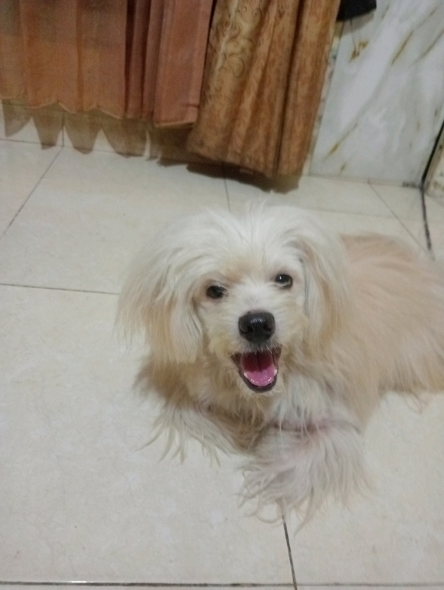 A medium-shot, eye-level, indoor photograph shows a light-colored, fluffy dog lying on a tiled floor. The dog, possibly a Maltese or a Shih Tzu mix, has its mouth open and tongue visible, appearing to pant or smile. Its eyes are dark and its nose is black. The dog's fur is mostly light cream or white, with some darker tones around its eyes and ears.
In the background, on the left side of the image, there are draped curtains in a warm, dusty orange or brown color. The texture of the curtains appears to be soft and slightly rumpled, with a decorative pattern visible on the rightmost section. To the right of the curtains, the wall or surface is a lighter, possibly white or off-white color with subtle marbled or stained streaks. The floor is made of square tiles, primarily light beige or cream-colored, with visible grout lines.
The lighting appears to be artificial, casting a slight yellowish hue over the scene. The overall environment suggests a domestic setting within a home. There is no visible indication of the specific location in Jambi, Indonesia.