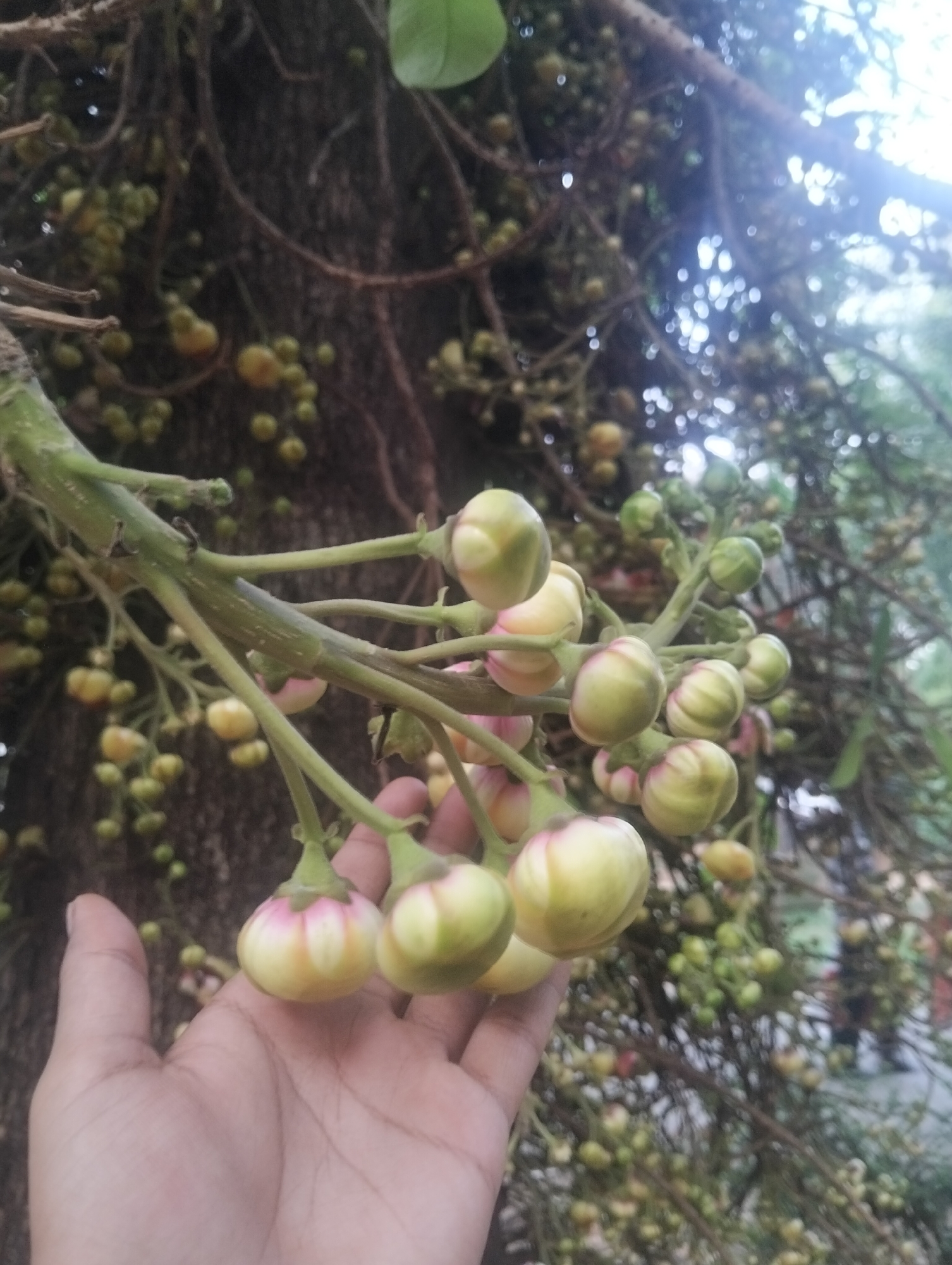 The image shows a hand holding a branch of Cannonball fruit (Couroupita guianensis) tree. The fruits are round, light green with a hint of pink at the base. Many other fruits, at various stages of development, can be seen on the tree in the background. The tree has a rough, textured bark. The background is slightly out of focus, suggesting a natural setting. Based on the context, it is assumed that the picture was taken in Dhaka, Bangladesh.