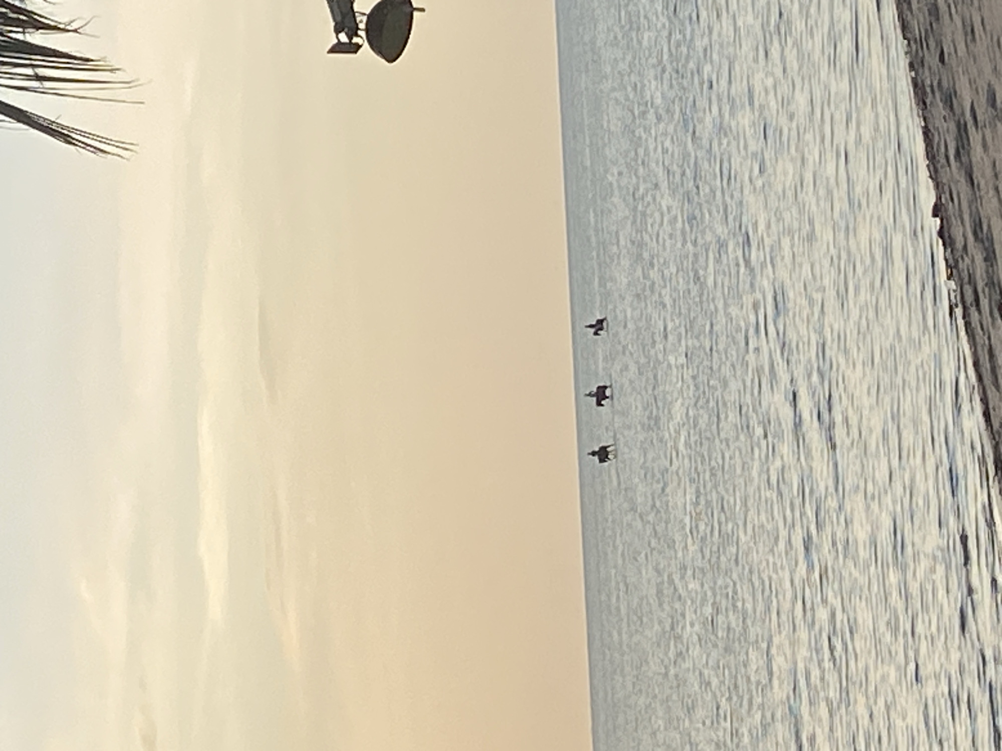 The image depicts a serene ocean scene at sunset in Ko Samui District, Thailand. The horizon is a soft blend of pale orange and light blue, with subtle cloud formations. In the calm, shimmering water, three individuals are horseback riding, creating silhouettes against the vast expanse of the sea. The water is slightly rippled, reflecting the soft light. In the foreground, a sandy beach stretches along the bottom edge of the frame, with a dark line of vegetation or debris along its edge. To the right of the frame, a palm frond extends from the top, and a dark, metallic object, possibly a light fixture or part of a structure, is visible against the sky. The overall atmosphere is tranquil and picturesque.