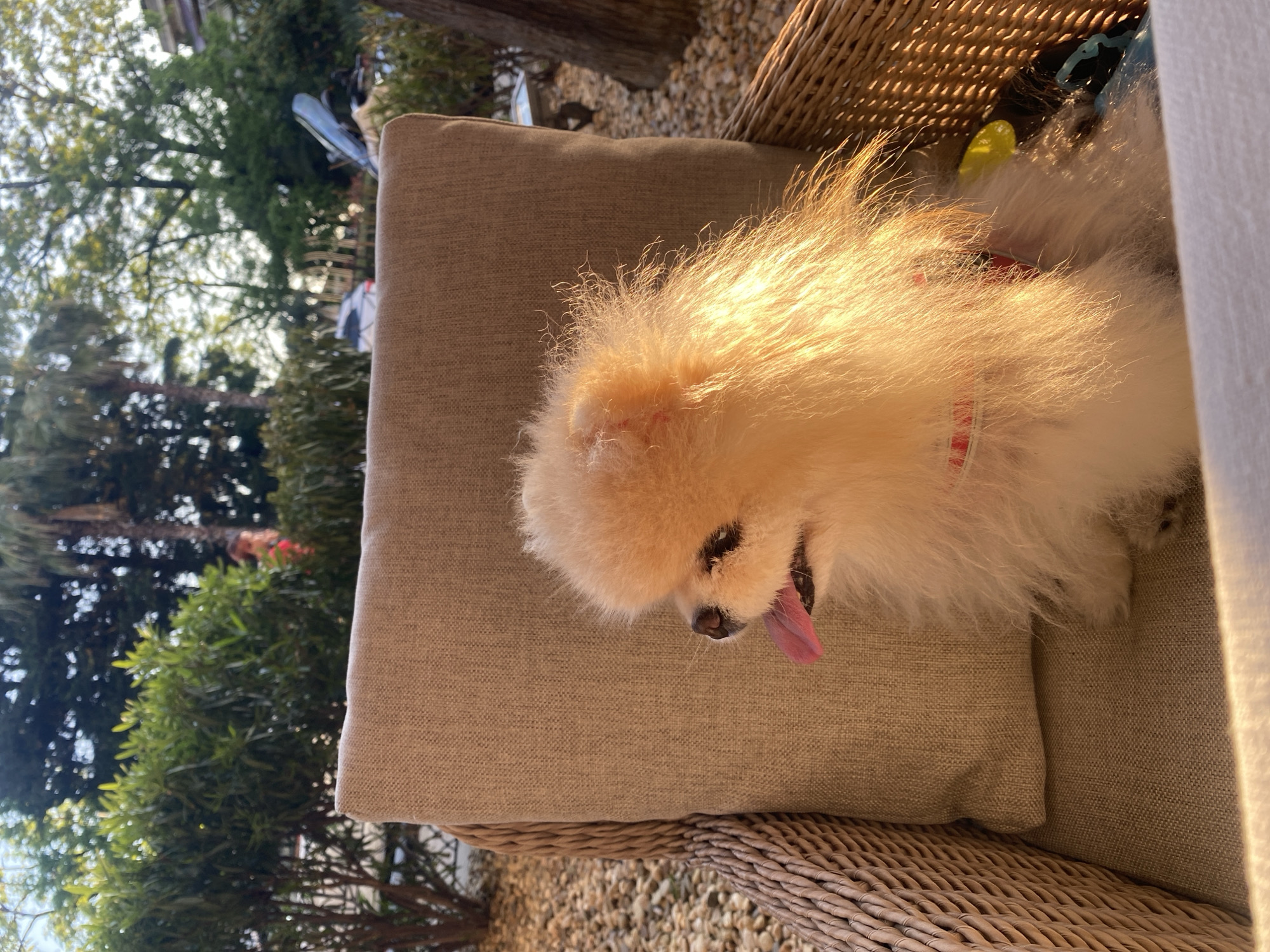 The image displays a small, fluffy dog, appearing to be a Pomeranian, seated on a light brown woven wicker chair with a matching padded cushion in an outdoor setting in Sochi, Russia. The dog, with light-colored fur, is positioned in profile, facing left, with its tongue slightly extended, suggesting a pant. Sunlight illuminates its fur from behind, creating a prominent halo effect around its head, particularly on the right side. A red and white collar is visible around its neck.
The immediate surroundings of the chair feature light-colored gravel. The background is dominated by dense green foliage, including bushes and various trees. In the distant left-center background, a blurred figure in red clothing is indistinctly visible amidst the greenery. Towards the right side of the background, a blurred white car and other indistinct objects, possibly a motorcycle or scooter, are discernible behind the foliage, suggesting a nearby road or parking area. A reflective surface is also visible near a tree trunk on the right side. Within the wicker chair, to the right of the dog, a bright yellow object and some blue material are present. The lighting indicates warm, possibly late afternoon or early morning, sunlight.