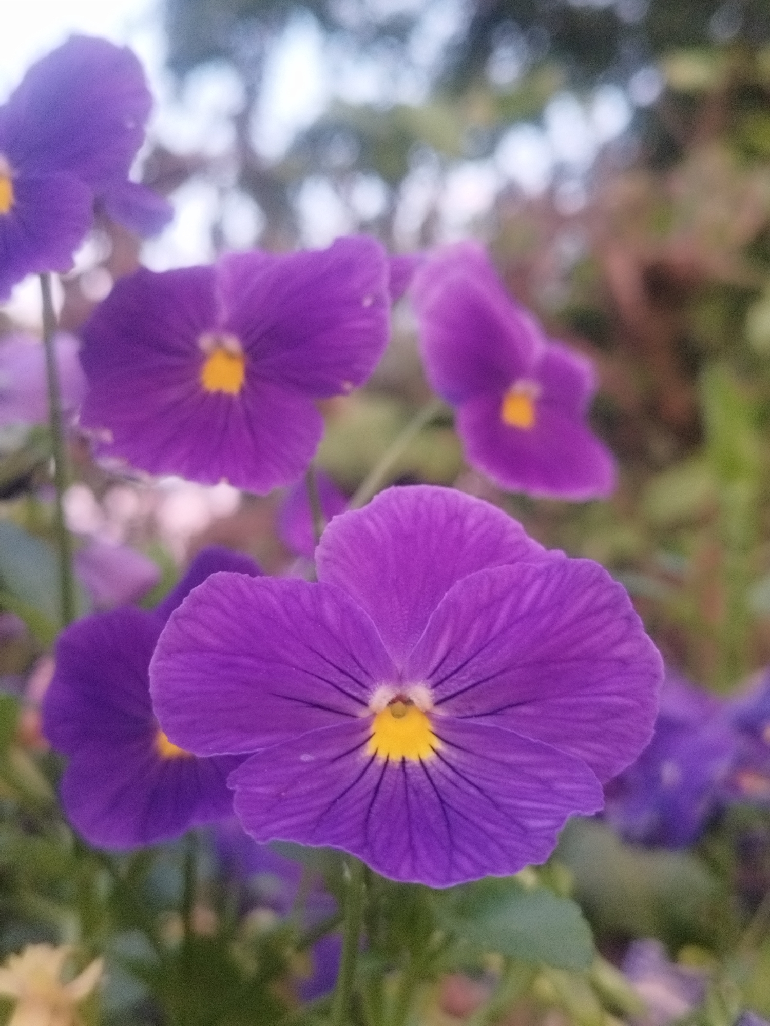 The image shows a close-up view of several purple pansies with yellow centers, set against a blurred background of greenery and sky. The flowers are in focus, with intricate details of their petals and veins visible. One pansy in the foreground is particularly sharp, dominating the frame. The overall impression is one of a vibrant garden scene. The image does not contain any specific information or context that would allow for its location to be identified within Saint Petersburg, Russia, or any other city.