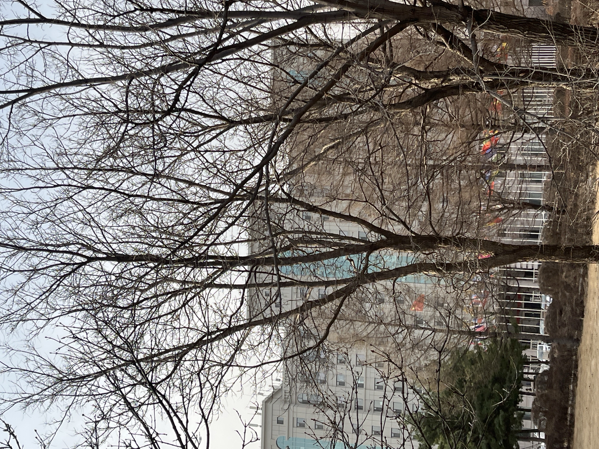 The image depicts a scene in Changchun City, China. Dominating the foreground are leafless tree branches, characteristic of late fall or winter. Behind the trees, a tall, light-colored building with many windows is visible. A few flags are fluttering in the wind, adding splashes of red and other colors to the scene. In the lower part of the image, there are some bushes and trees with green foliage. The sky is overcast. The location seems to be a park or a green area in an urban environment. No people are visible.