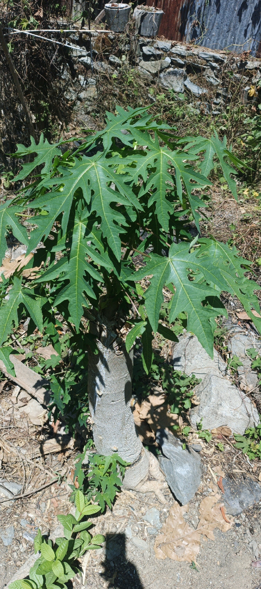 A close-up, eye-level shot shows a young papaya tree with large, green, deeply lobed leaves. The tree's trunk is gray and appears to be split into two sections near its base. The ground around the tree is covered with dry leaves, twigs, small green plants, and gray rocks. In the background, a low stone wall with some dried vegetation growing on it is visible, along with a corrugated metal structure. The scene is outdoors and appears to be a backyard or garden area in Sidodadi, Indonesia. Sunlight casts shadows on the ground, indicating it is daytime. There are no people visible in the image.