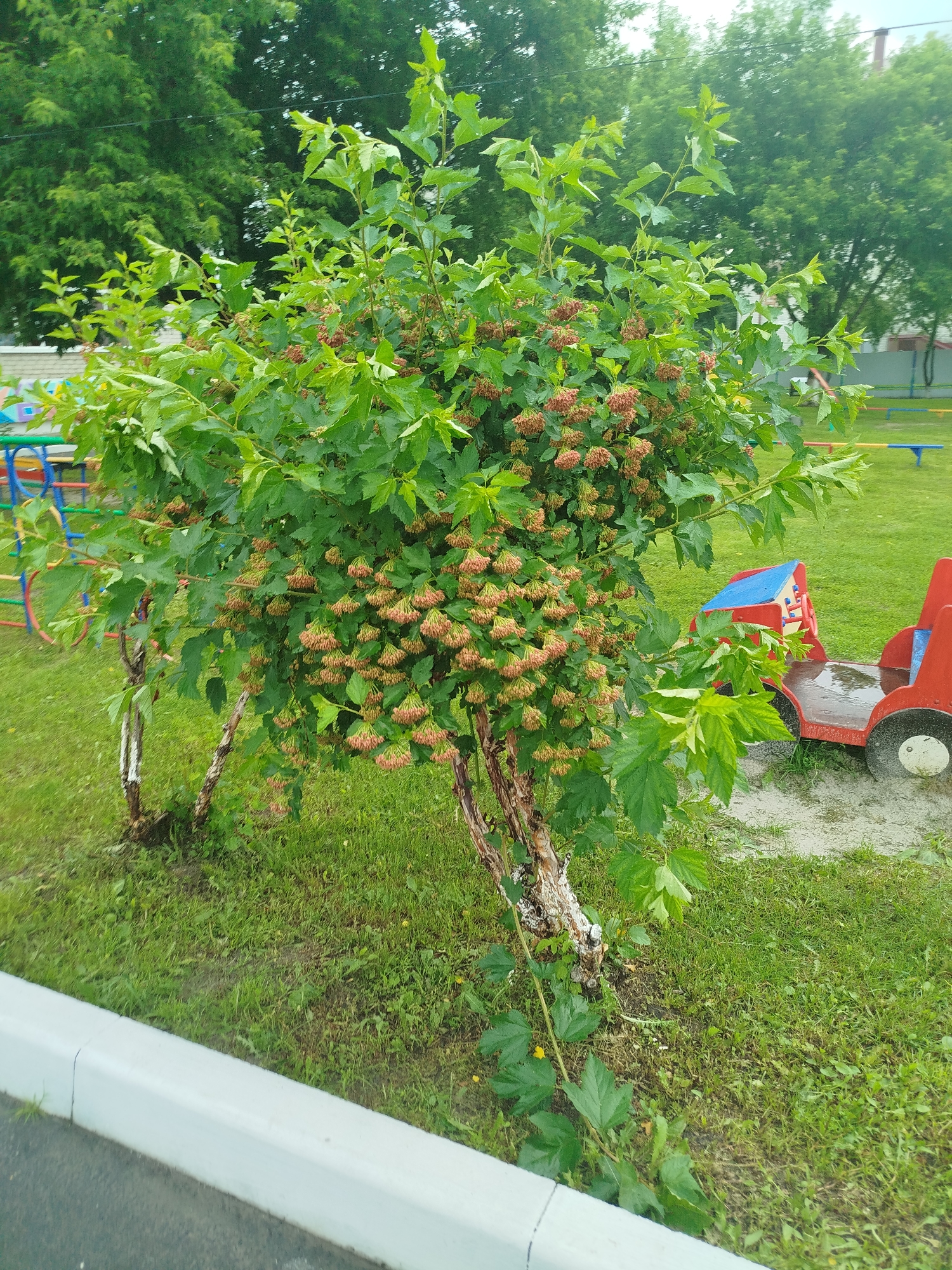 A vibrant green bush with clusters of small, reddish-brown berries dominates the center of the image, set against a backdrop of lush green grass and mature trees. The bush appears healthy and full, with many branches laden with ripening fruit. Two thin, light-colored trunks support the dense foliage. In the background, hints of a playground are visible, including colorful climbing structures and a red and blue toy vehicle, suggesting a park or children's play area. The ground around the bush is a mix of grass and soil. A white curb runs along the bottom of the frame, separating the grass from a dark paved surface. The lighting suggests it is daytime, and the presence of wet spots on the toy vehicle and the general sheen of the foliage may indicate recent rain or dew. The overall scene is one of natural growth in a recreational outdoor setting. No visible text is present in the image.