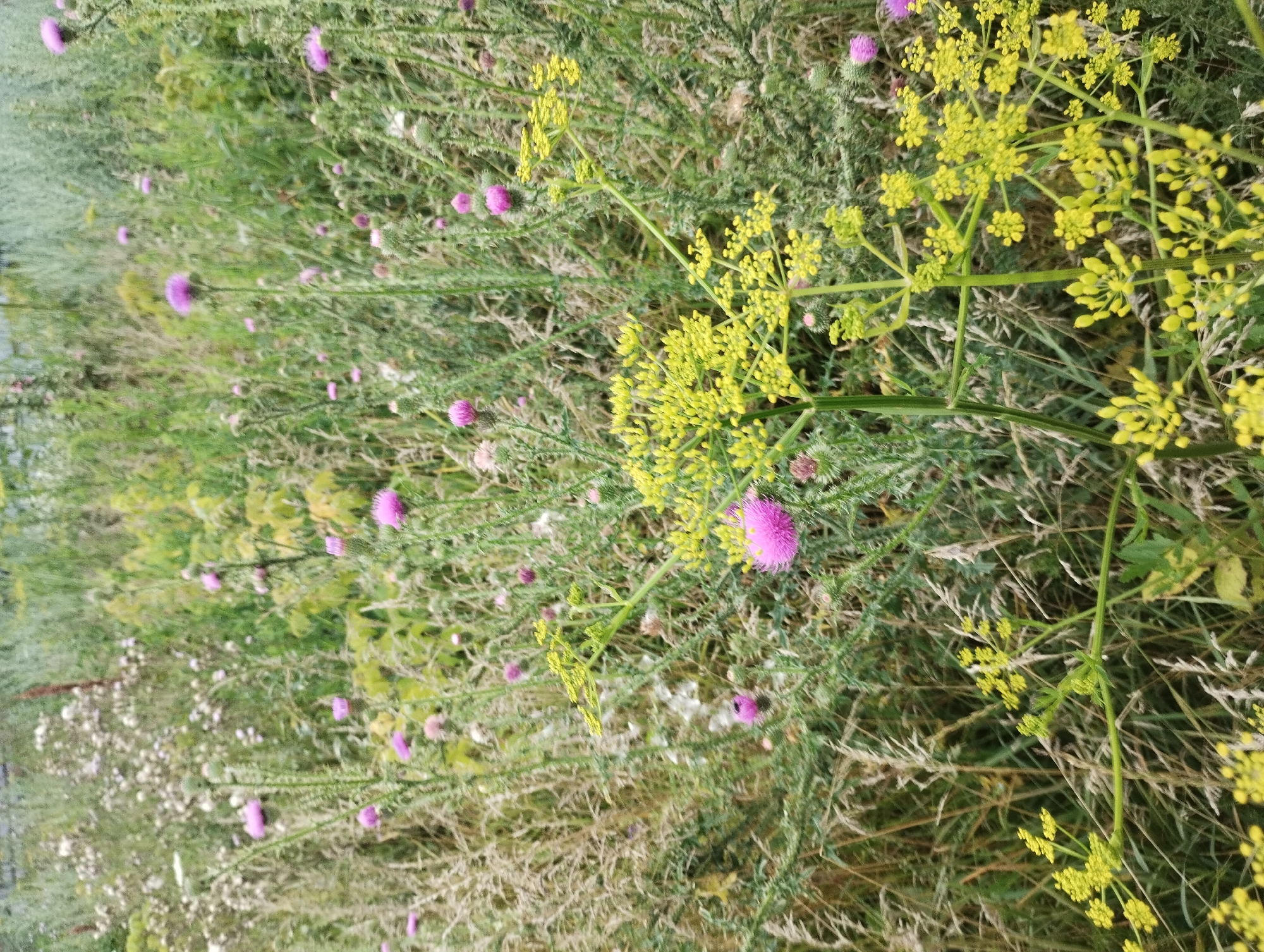 The image depicts a close-up view of a natural scene, likely a meadow or uncultivated field, characterized by a dense growth of wild flora. Dominant elements include tall grasses and various flowering plants. Prominent among the flowers are purple thistle-like blossoms and clusters of small yellow flowers. The vegetation appears lush and varied, with a mix of green, dry, and lighter-colored plants creating a textured landscape. The lighting suggests an outdoor setting, possibly under natural daylight. The scene is free of any human presence or man-made structures. The image is a photograph of nature in an unmanicured setting. There is no information to determine the specific location of the city of Sad, Ukraine.