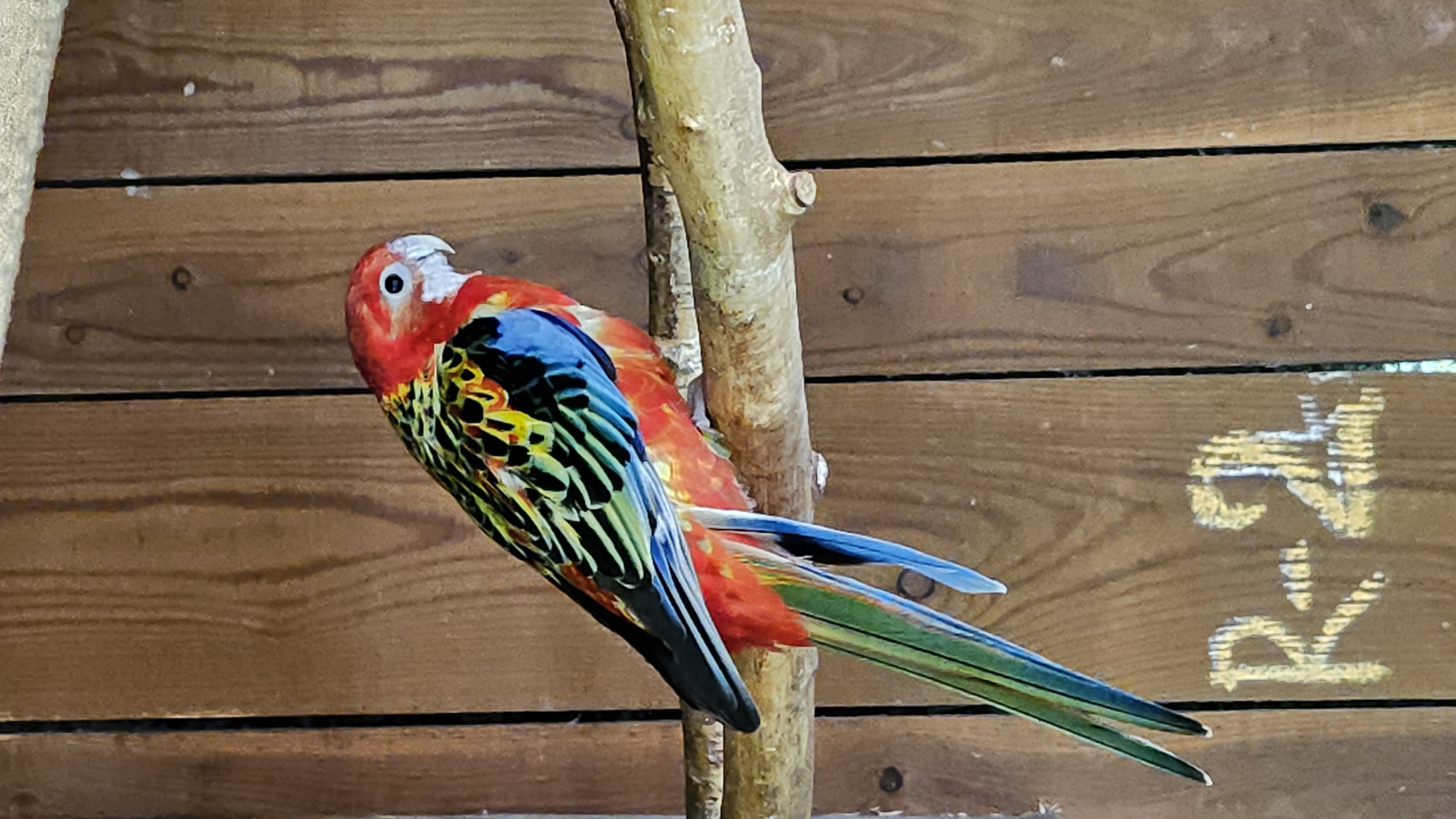 A colorful parrot with a red head, green and yellow barred wings, and a long blue and green tail is perched on a branch. The parrot is facing right and its eye is visible. The background consists of wooden planks, some of which have yellow lettering that appears to say "R-2". The scene is outdoors.
