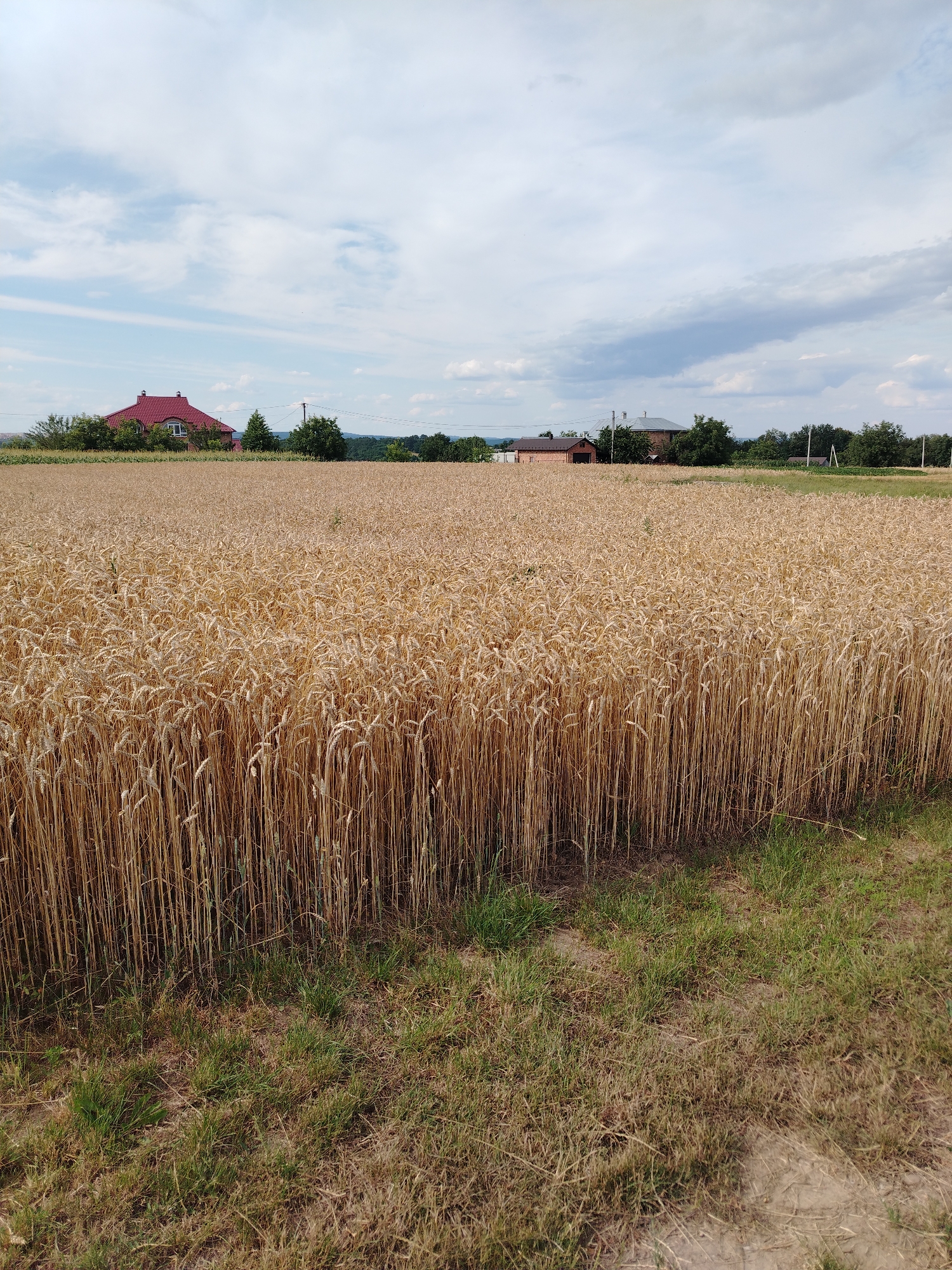 In Molodiia, Ukraine, a golden field of ripe wheat stretches across the landscape under a partly cloudy sky. The wheat stalks are tall and densely packed, forming a textured carpet that dominates the foreground and midground. In the distance, several buildings are visible: a red-roofed house with chimneys stands to the left, surrounded by trees. To the right, a cluster of brick buildings and more trees are situated. The ground in the immediate foreground is covered in dry grass and soil. The scene depicts a rural agricultural setting on what appears to be a clear day.