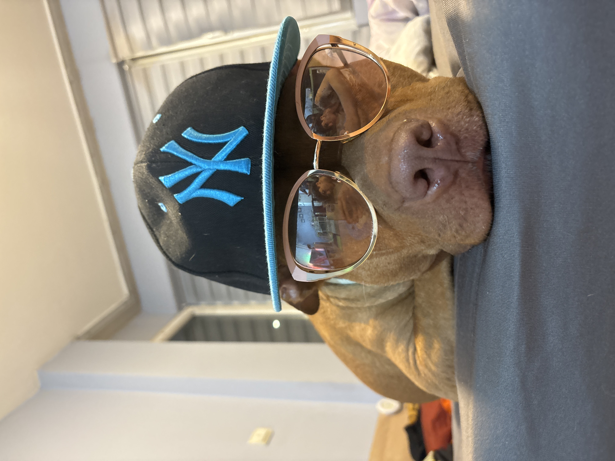 An eye-level shot captures a reddish-brown dog, possibly a pit bull or similar breed, wearing a black baseball cap and rose-gold framed sunglasses, resting its head on a gray fabric surface, likely an armrest or cushion. The image is presented as if rotated 90 degrees to the right, showing the dog's head laid sideways.
The dog's snout and nose are prominent, appearing moist and healthy. Its eyes are obscured by the stylish, reflective sunglasses, which show distorted reflections of the indoor environment. A black baseball cap, featuring a bright blue, embroidered "NY" logo (New York Yankees) on the front, sits atop the dog's head, with its light blue brim turned upwards.
The setting appears to be an indoor space, possibly a home, with soft, ambient lighting suggesting daytime. In the background, light-colored walls and what looks like a window with blinds or a metallic structure are vaguely visible, indicating a typical room interior. The dog appears relaxed, and the overall mood of the image is endearing and humorous, highlighting the dog's personified attire. No specific elements within the image visually confirm the provided context of Sofia, Bulgaria.