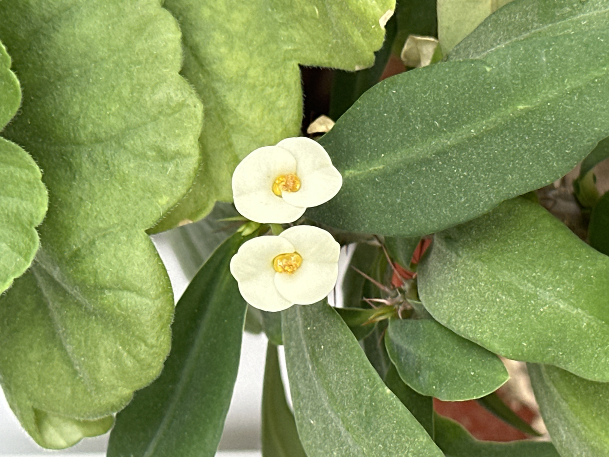 A close-up, high-angle shot shows two small, white flowers with yellow centers blooming on a plant. The flowers are delicate and appear to be composed of two fused petals each. They are surrounded by lush green leaves, some of which are broad and velvety, while others are more elongated. Sharp thorns are visible on the stems beneath the flowers. The background is a soft white, suggesting the plant is indoors or in a well-lit area. The scene is devoid of people or any discernible city context, making it impossible to determine its location in Ereğli, Turkey, or any other specific place. The image focuses entirely on the botanical details of the plant.