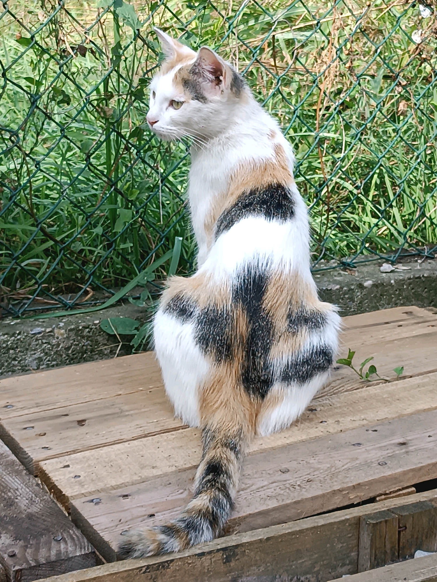 A calico cat with white, black, and tan markings sits on a wooden surface, facing away from the camera and looking to the left. The cat's tail is curled, and its fur is visible in detail. Behind the cat, a green wire fence is prominent, with lush green grass and some dry vegetation visible beyond it. The wooden surface appears to be part of a pallet or platform. The scene is outdoors, likely in a garden or yard. The image is taken in Viadana, Italy, but no specific landmarks are visible.