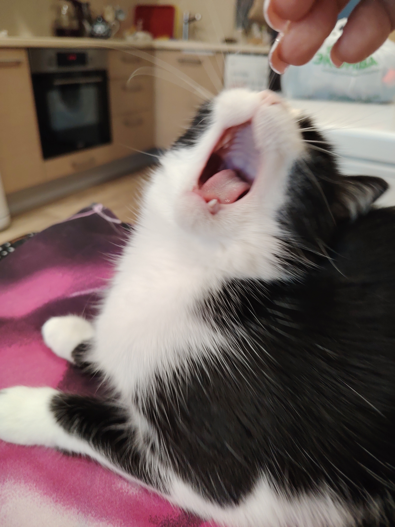 An extreme close-up shot shows a black and white cat yawning, with its mouth wide open revealing its pink tongue and a tiny white tooth. The cat's head is tilted back and its eyes are closed. A human finger is visible at the top of the frame, reaching towards the cat's mouth. The cat is lying on a pink and purple patterned surface. In the blurred background, a kitchen counter with an oven and cabinets can be seen.