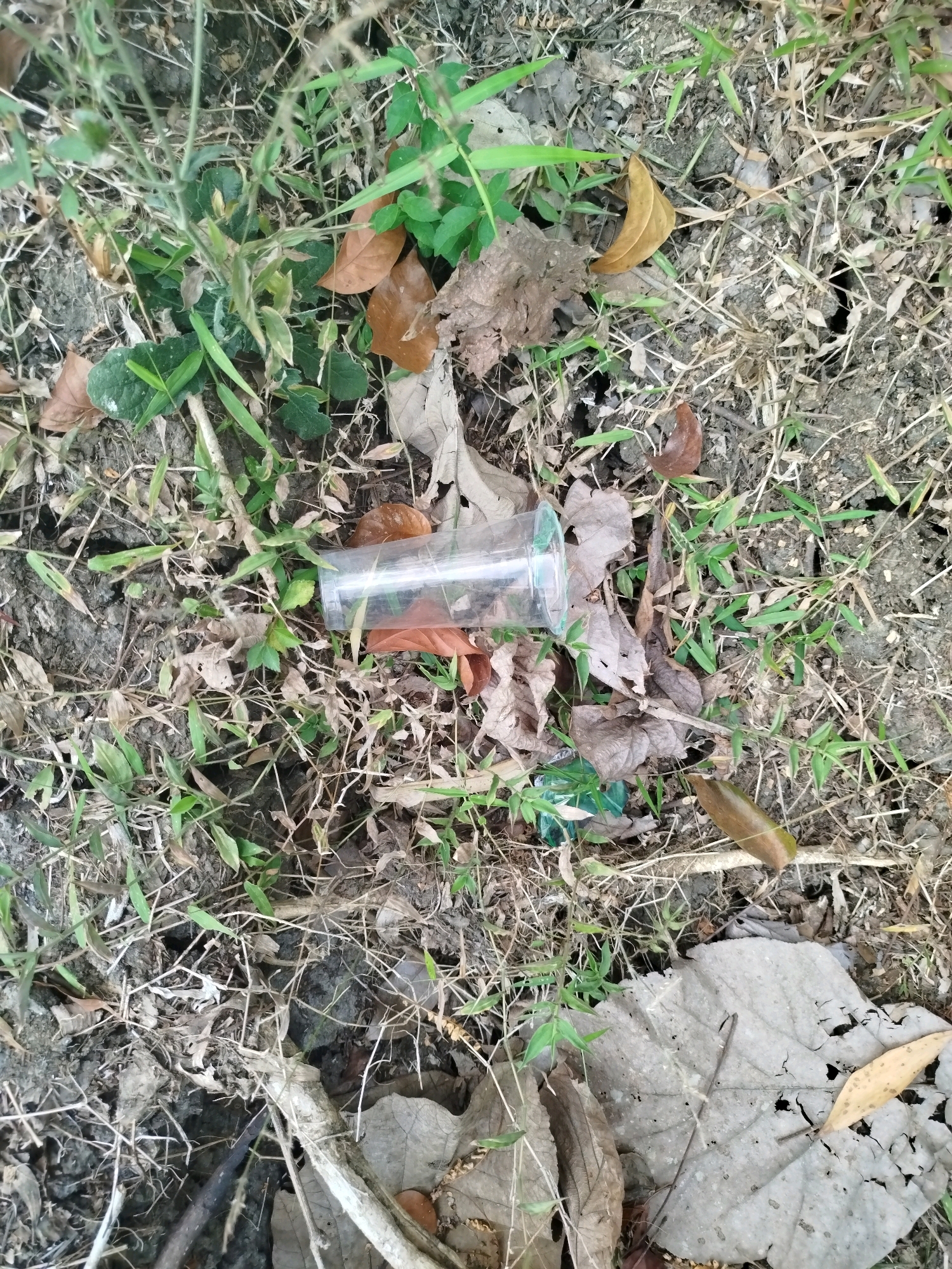 The image depicts a close-up, overhead view of litter on the ground in a naturalistic setting. The ground is composed of soil, dry leaves, and sparse green vegetation. The primary object of interest is a transparent plastic cup, lying on its side. The cup appears empty. The surrounding area is cluttered with dried organic debris, including fallen leaves of various sizes and shades of brown and gray, as well as thin, dry grass and twigs. Small, vibrant green shoots of new plant growth are also visible, interspersed among the dried material. There is a hint of green plastic visible under the cup. The overall impression is one of neglect and the presence of discarded waste in an outdoor environment, possibly in or near a park or unmaintained area. There is no indication of human presence or recent activity in the image. The image does not provide any specific geographical landmarks that would pinpoint its location within Widoro, Indonesia, other than the general natural setting.