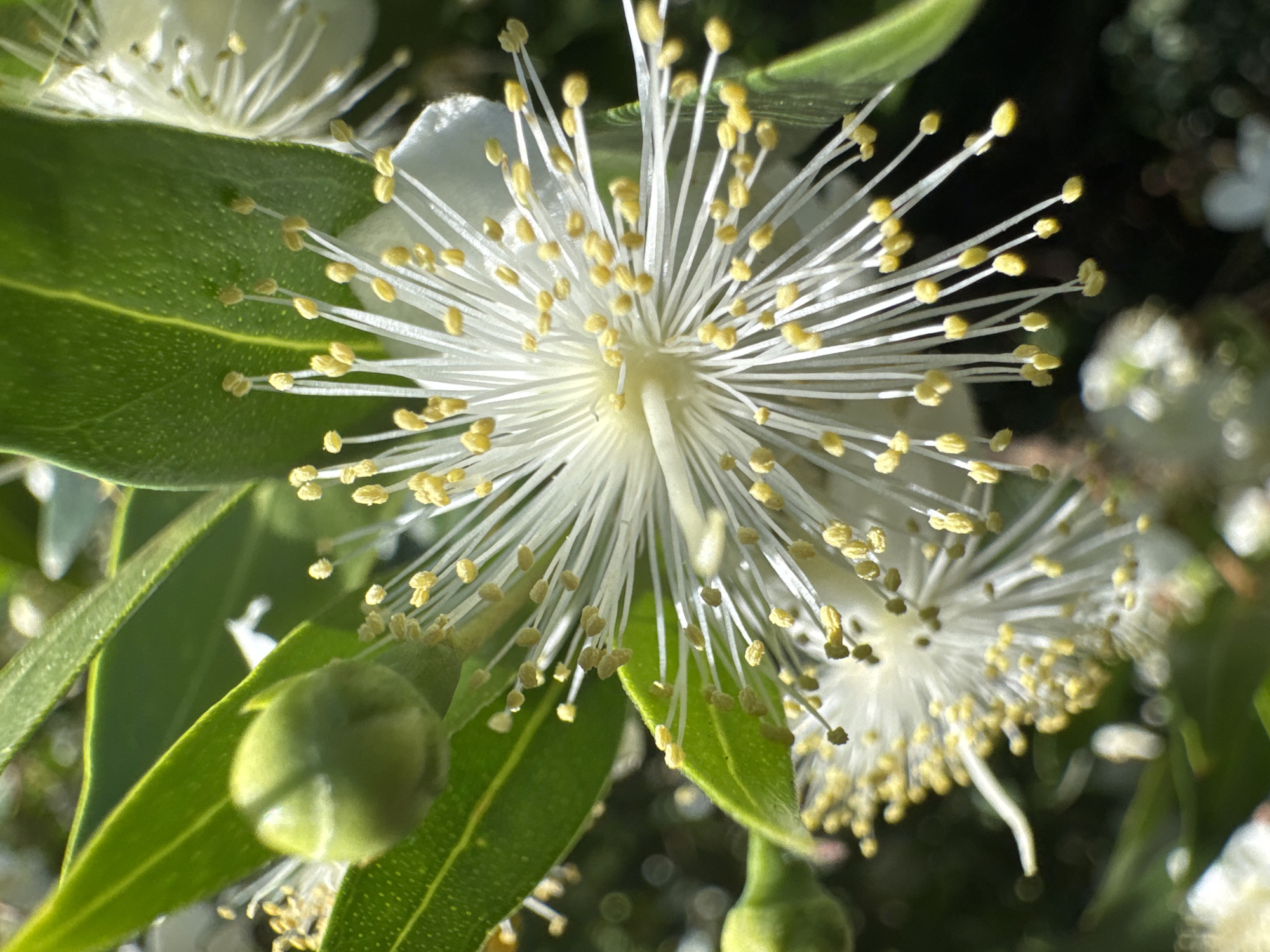 The image is a close-up photograph of a white flower with numerous thin, white stamens tipped with yellow anthers. The flower has a starburst-like appearance. Green leaves and a green bud are visible in the background, along with other out-of-focus flowers and dark foliage. The lighting suggests it is daytime, possibly with sunlight filtering through the leaves. The image does not provide any information or visual cues related to the city of Trap, Montenegro.
