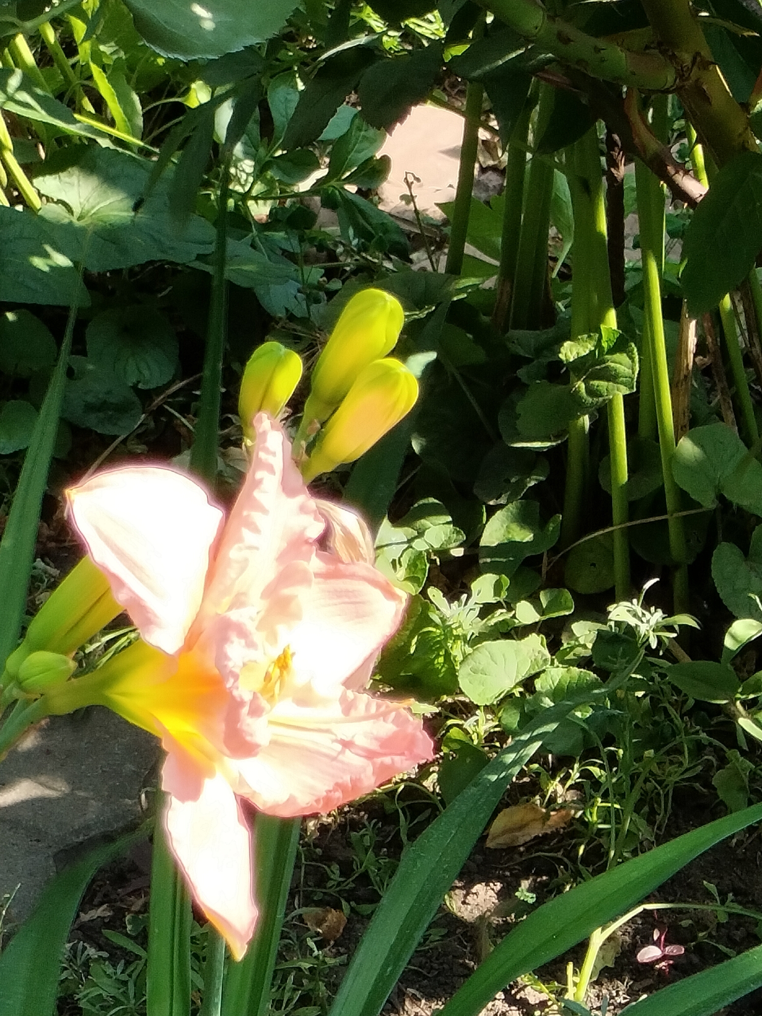 A close-up shot captures a pale pink and yellow daylily in bloom, its delicate petals unfurling. Several green, unbloomed buds are visible to the left of the main flower, suggesting the plant is in its prime flowering season. The daylily is situated amongst lush green foliage, with thick, dark green stems rising in the background, possibly belonging to a larger plant or bamboo. Sunlight filters through the leaves, creating dappled shadows on the ground and highlighting the textures of the plants. The ground cover is a mix of dark soil, dry leaves, and smaller green plants. The overall impression is one of a vibrant, sunlit garden, likely in the late morning or early afternoon given the bright, direct sunlight. The setting appears to be an outdoor garden, possibly in Kryvyi Rih, Ukraine, based on the provided location context. No people are visible in the image. The image is composed from a slightly elevated perspective, looking down at the flower. The mood is tranquil and natural. There is no visible text in the image.