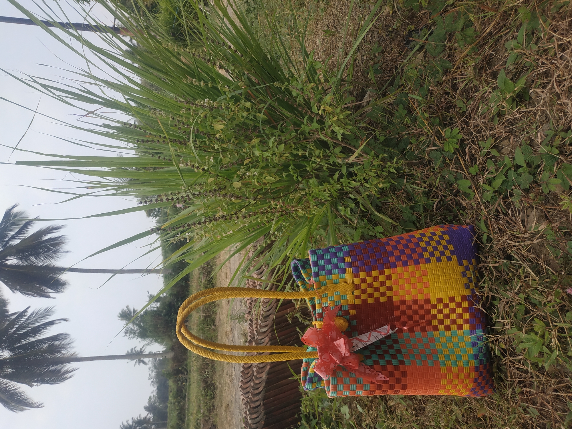 A colorful woven bag with yellow braided handles and a red bow sits on the ground in front of a lush green plant. The bag is made of plastic strips in various colors including orange, yellow, red, green, turquoise, and purple, arranged in a checkered pattern. A white tag with some text is attached to the bow. The background features tall palm trees, a hazy sky, and dry grass on the ground. The scene appears to be outdoors in a rural or garden setting, possibly in Arjasa, Indonesia, given the presence of palm trees. There are no people in the image.