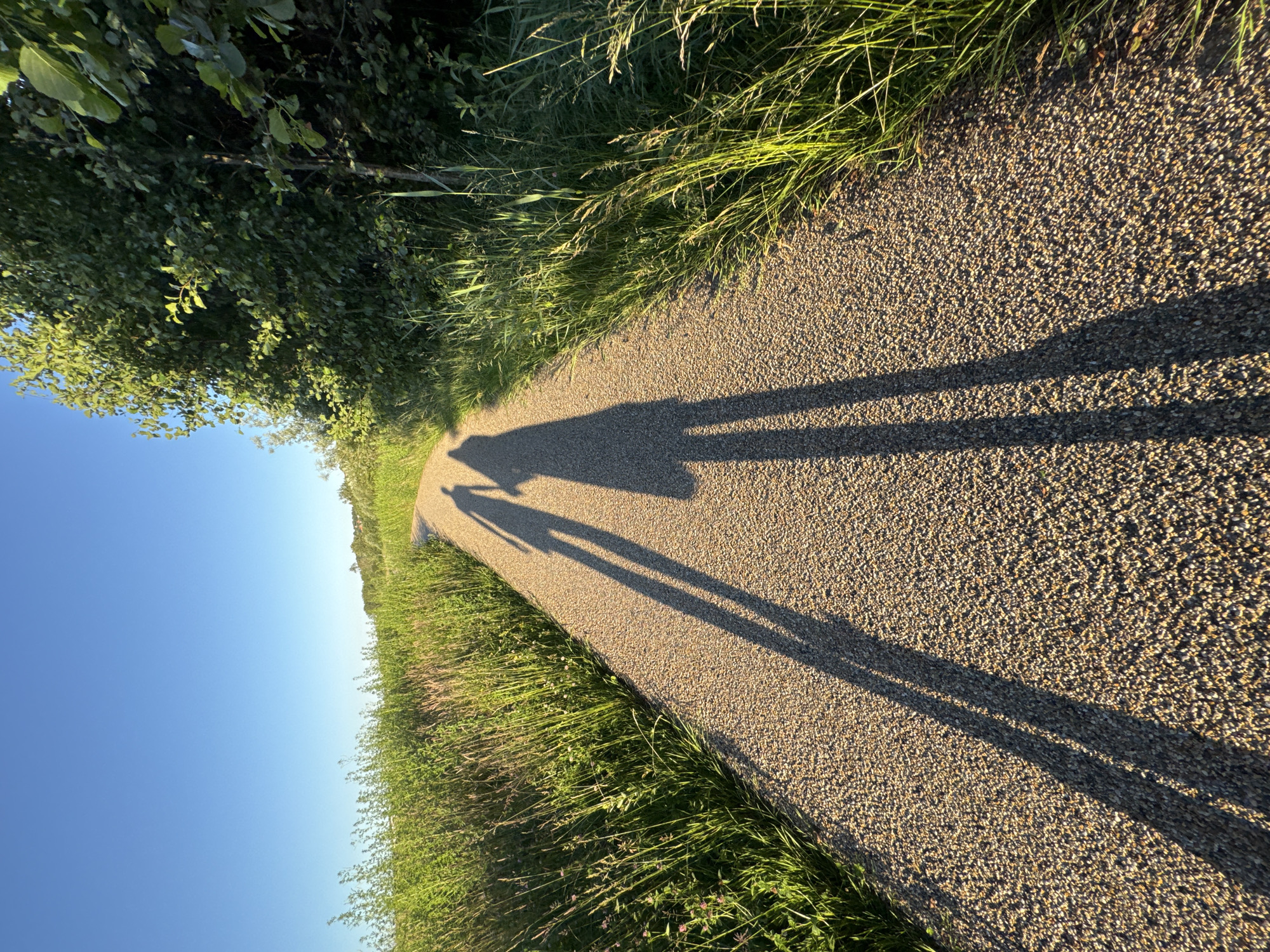 Two people are walking on a gravel path with long shadows cast on the ground. The path is lined with tall green grass and trees. The sky is clear and blue. The scene is likely in a park or natural area within the city of Vejle, Denmark, given the presence of walking paths and vegetation. The time of day appears to be late afternoon or early evening due to the long shadows.