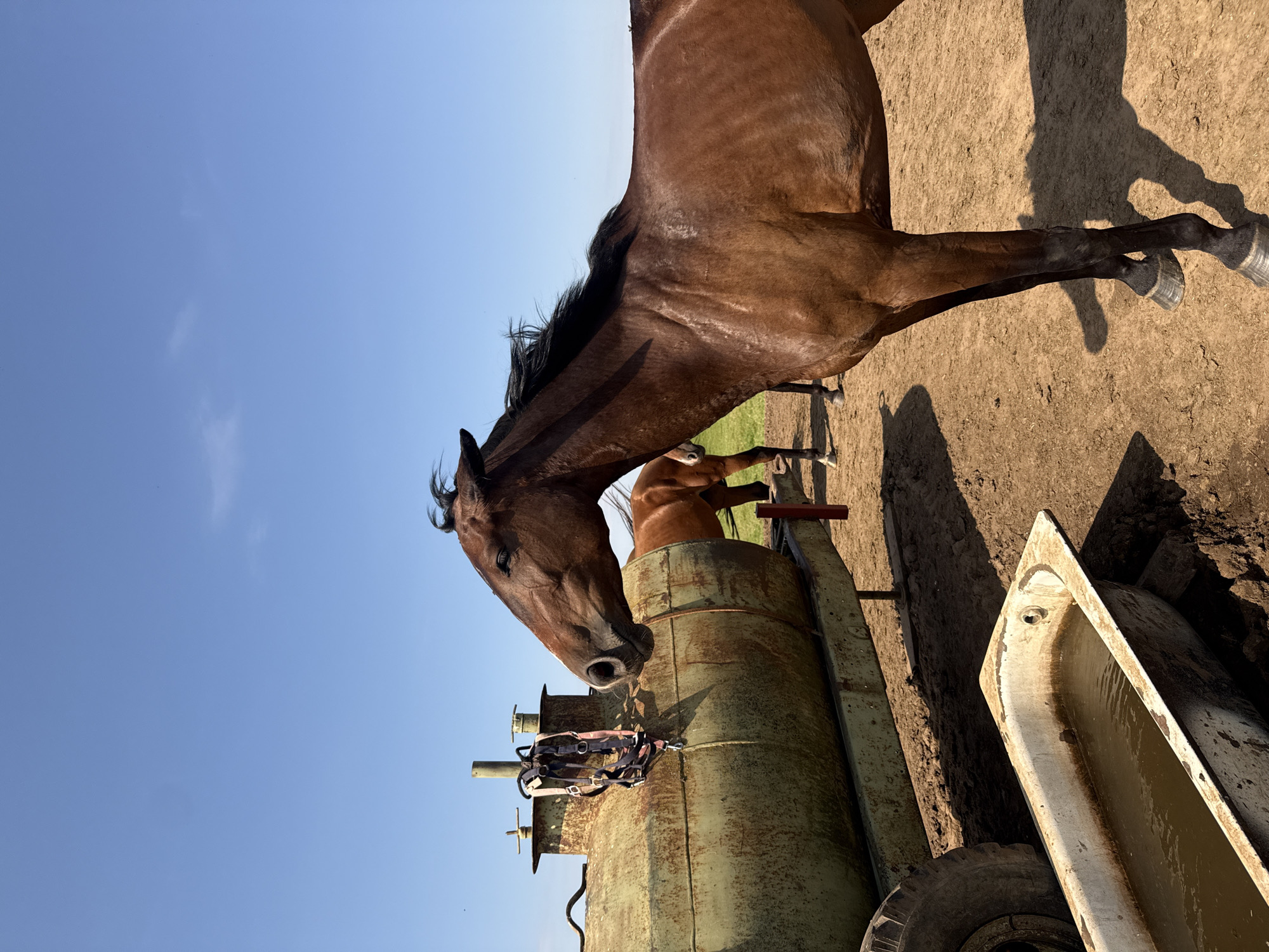 The image depicts an outdoor scene with three horses and a water trough, likely in or near Galinė, Lithuania. A brown horse is in the foreground, facing left with its head slightly lowered. Behind it, another brown horse stands partially obscured. A third horse is visible further in the background.
To the left of the foreground horse is a large, rusted, green cylindrical tank mounted on a trailer with large wheels. A halter is hanging from the top of the tank. In front of the tank is a weathered, white bathtub filled with murky water, serving as a trough. The ground is sandy and dry, with shadows cast by the horses and objects. The sky is clear and blue. The scene appears to be a rural setting, possibly a farm or ranch.