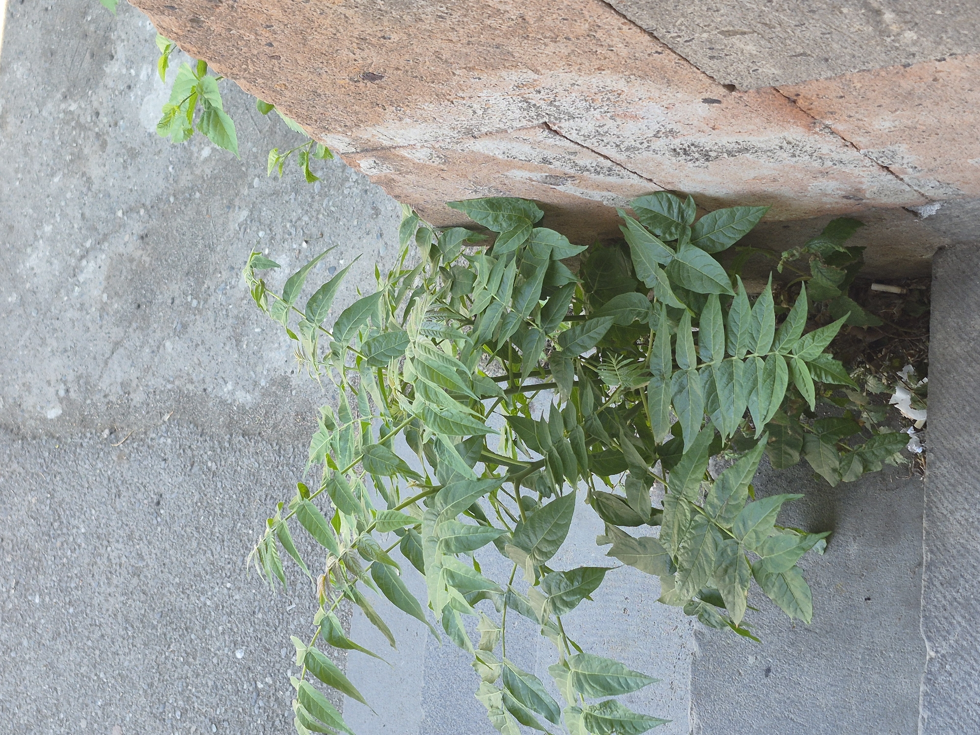 The image captures a ground-level view of green plants growing robustly from cracks and gaps between man-made structures in what appears to be an urban or semi-urban environment in Yerevan, Armenia.
The dominant subjects are the various green plants, which emerge from the edge where a grey, granular concrete or asphalt surface meets a rough-textured, reddish-brown stone or brick structure. Many of the plants display pinnately compound leaves with numerous leaflets, resembling common urban weeds or young saplings such as Tree of Heaven (Ailanthus altissima). Other plants interspersed among them have simpler, broader leaves. The vegetation appears healthy and vibrant, despite its seemingly unkempt growing conditions.
The concrete ground covers the majority of the left side of the frame, showing small aggregate particles, indicative of a paved area like a sidewalk or path. To the right and top, the reddish-brown structure, possibly a curb, wall base, or foundation, exhibits visible cracks, wear, and variations in its rough surface.
No people or animals are present, and no specific event or activity is taking place beyond the natural growth of the plants. The scene is illuminated by natural daylight, suggesting a clear day, though the exact time is not discernible from shadows. Notable details, visible in the crops, include a discarded cigarette butt tucked beneath some foliage near the stone structure, and scattered small pieces of debris, indicating a somewhat neglected area. There is no visible text in the image. The overall impression is one of nature's resilience, as plant life thrives in the interstitial spaces of human infrastructure.