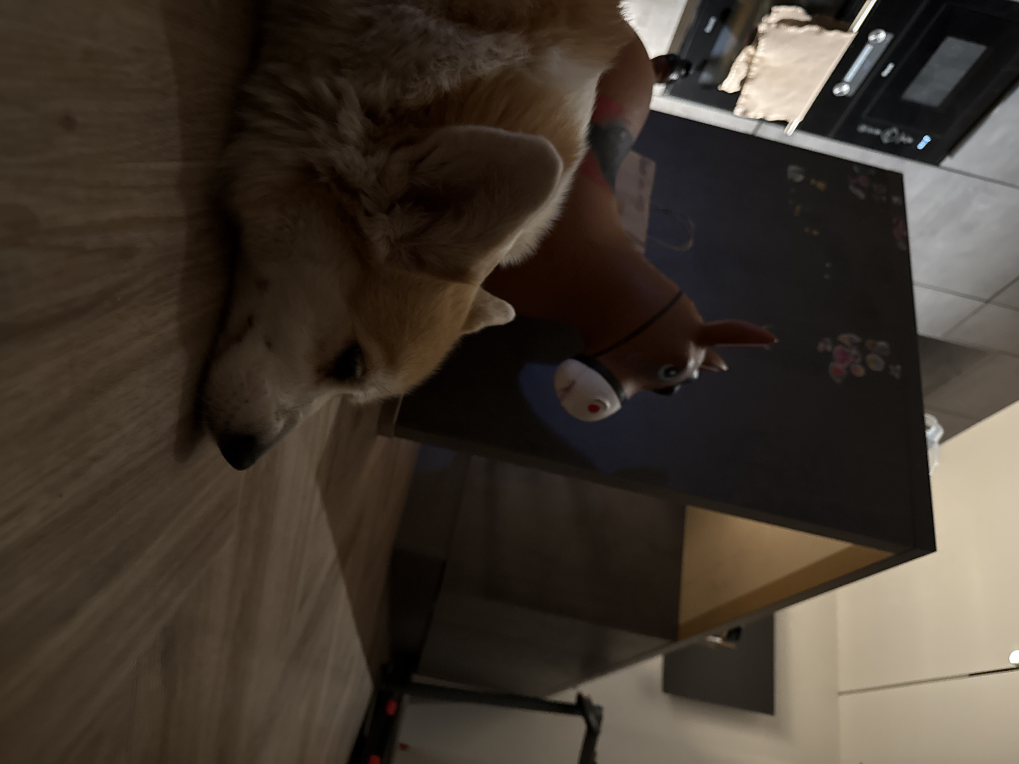 A close-up shot of a Pembroke Welsh Corgi resting its head on a dark-colored tabletop. The dog has light brown and white fur and is positioned on the left side of the frame. Adjacent to the dog is a brown rocking horse toy with a black bridle and white and red eyes. The background is a modern interior, with a wooden floor on the left and a glimpse of a kitchen area with a black stovetop against white tiles in the upper-right corner. The lower portion of the frame shows a black metal table frame and a beige interior wall. The location cannot be determined from the provided context.