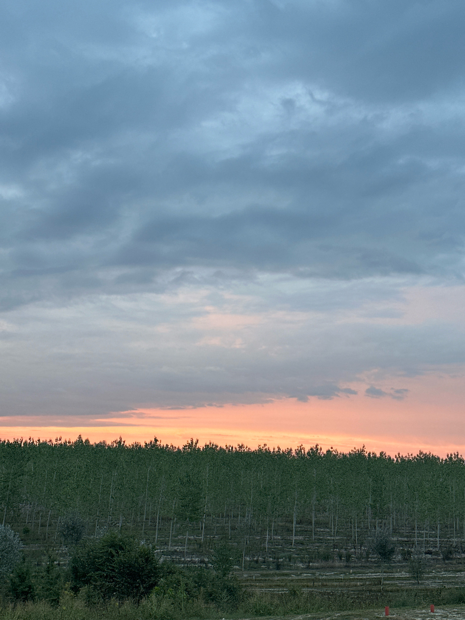 An exterior, vertical, medium shot captures a plantation of young, slender trees in Dosolo, Italy. The trees, with their sparse, light green foliage, are arranged in neat rows, creating a textured, horizontal band across the lower half of the image. The ground beneath them appears uneven and covered with sparse vegetation and some visible infrastructure.
Above the treeline, the sky transitions from a soft, peachy orange glow near the horizon to a muted, gray-blue expanse at the top. The clouds are layered and diffuse, with darker gray masses dominating the upper portion of the sky and lighter, almost translucent clouds closer to the horizon, reflecting the fading light of sunset. The overall impression is one of quiet, rural twilight. No people are visible in the image.