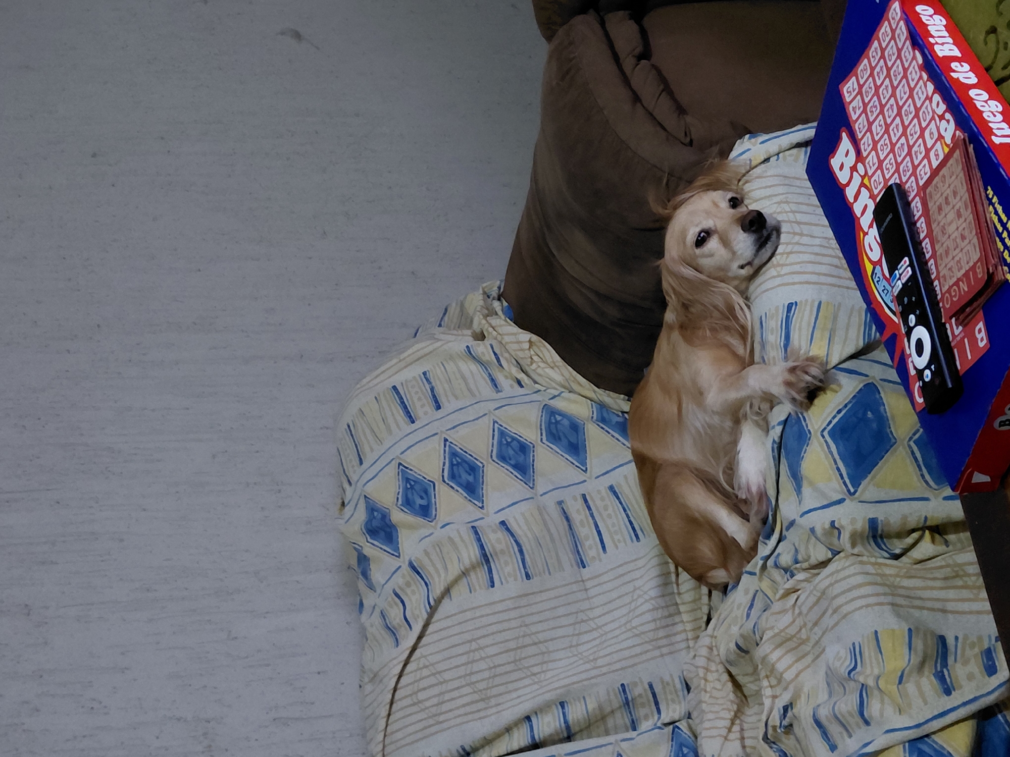 A medium-sized, tan-colored dog with long, floppy ears lies on a patterned blanket. The blanket has a repeating design of beige stripes and blue diamonds. A brown cushion is visible behind the blanket. To the dog's right is a blue box labeled "Bingo" with the words "Juego de Bingo" also visible. A black remote control rests on top of the bingo box. The background is a gray or white surface. The location is not evident in the image.