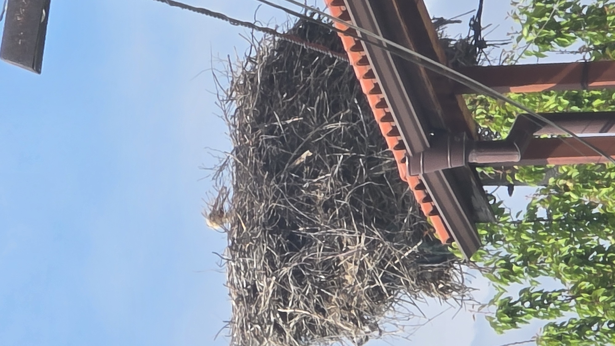 A large bird's nest sits atop a utility pole structure in Novi Iskar, Bulgaria. The nest, constructed of twigs and branches, is densely packed and positioned under the eaves of the pole's covering. Power lines are visible above and around the nest. Green foliage is to the right of the pole. The sky is visible in the background.
