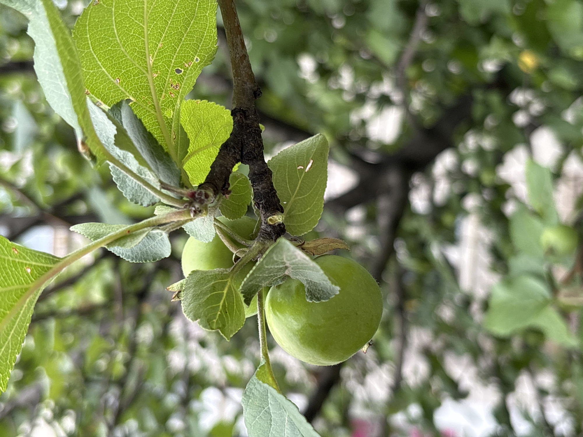 The image shows a close-up of a branch on an apple tree, with several green apples and leaves. The apples are small and unripe, indicating they are likely in the early stages of growth. The leaves are a vibrant green, with some showing small brown spots, possibly from insect activity or a minor disease. The branch itself is gnarled and woody, with new growth visible. The background is blurred, composed of more foliage and dappled light, suggesting an outdoor setting in a natural environment. The lighting appears to be natural daylight, though the weather is not discernible. There are no people or discernible text in the image. The overall impression is one of natural growth and the early development of fruit. Based on the location context provided, this scene is set in Yoshkar-Ola, Russia.