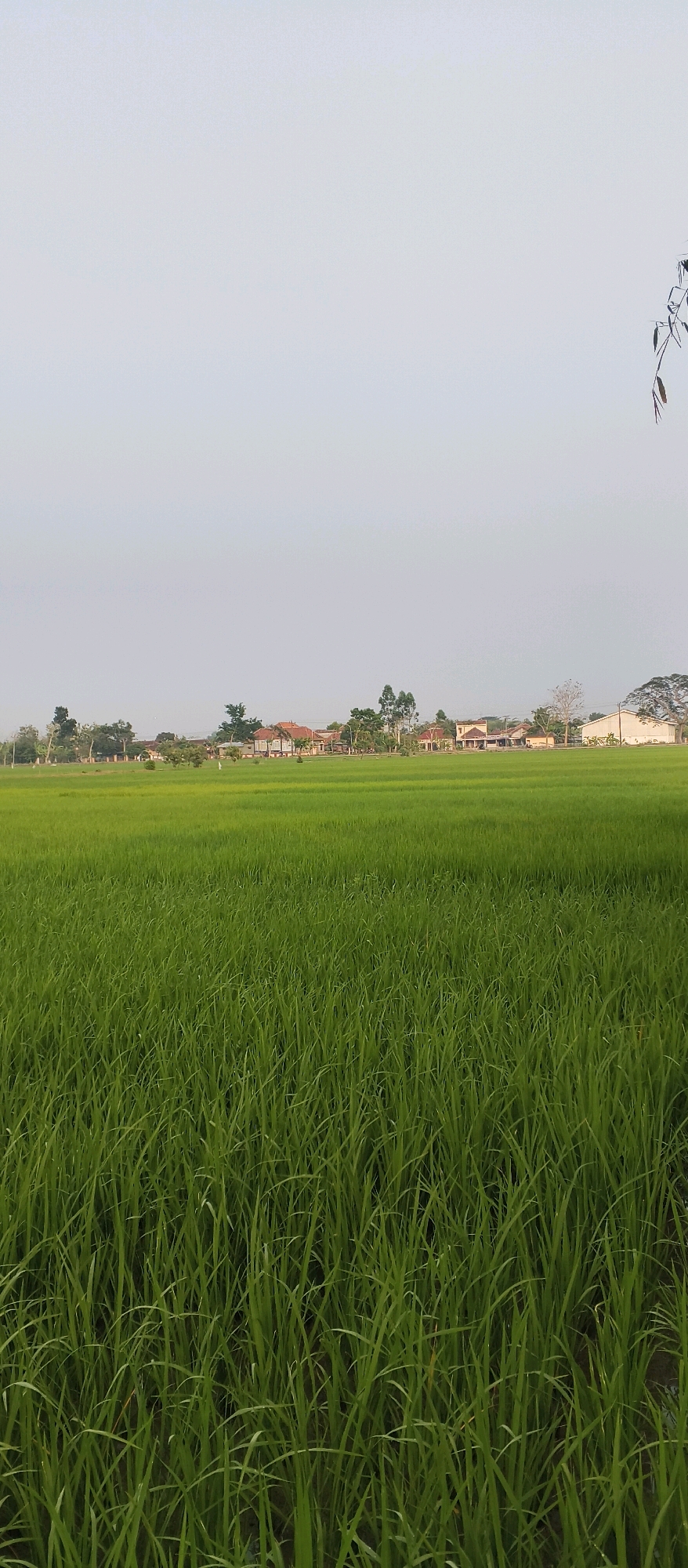 The image shows a wide, lush green rice field in Japanan, Indonesia. The field occupies the majority of the foreground and midground, with the stalks of rice plants appearing dense and vibrant. In the background, a line of houses and buildings with red-tiled roofs are visible, interspersed with trees. The sky above is a pale, hazy blue, suggesting it might be early morning or late afternoon. A single, thin branch hangs from the upper right corner of the frame, partially obscuring the sky. There are no people visible in the image. The scene depicts a rural landscape with agricultural land and residential structures.