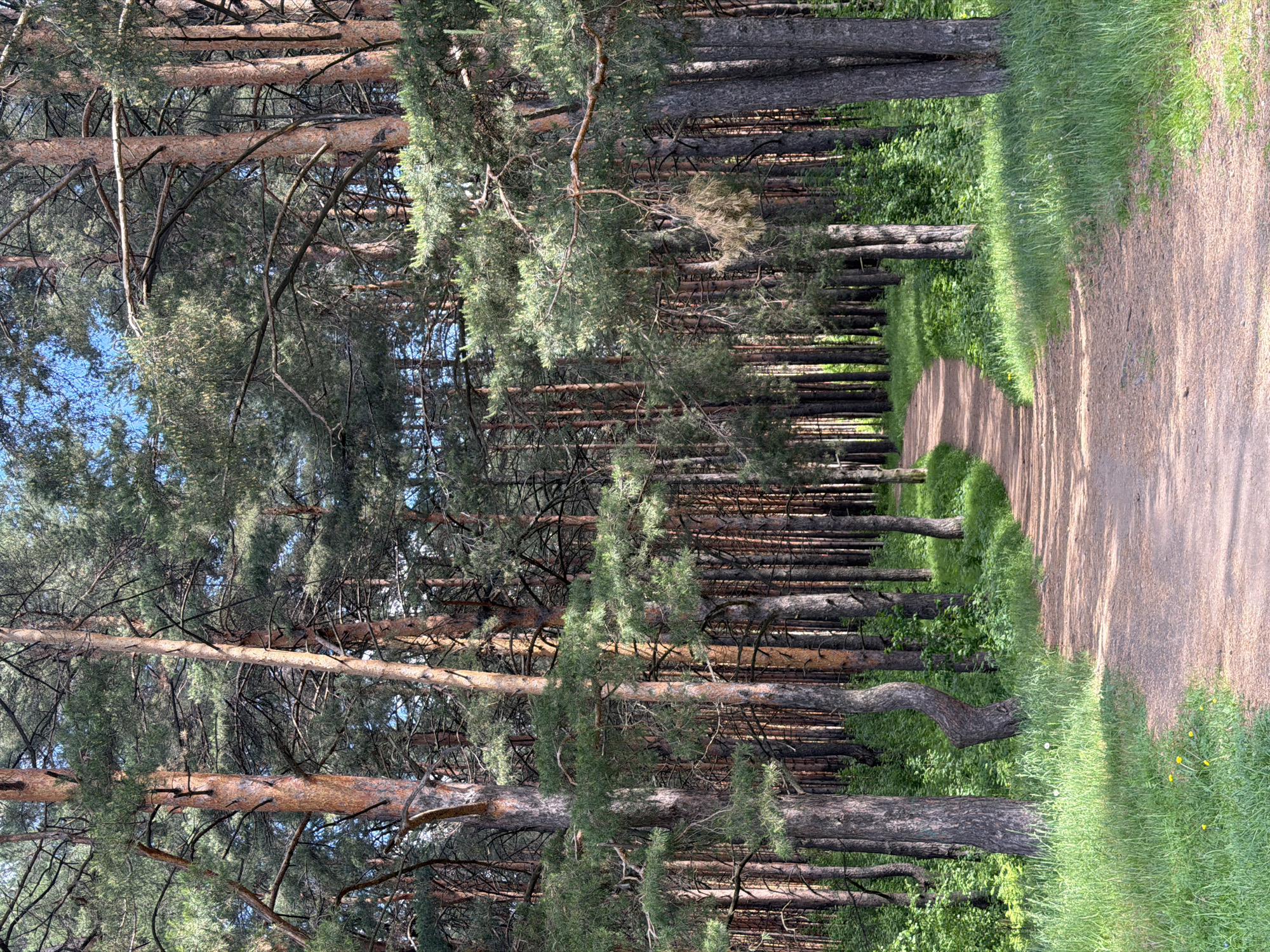 A dirt path winds through a dense forest, with tall, straight pine trees lining both sides. The path appears to be well-worn. The trees are densely packed, with branches interwoven overhead, creating a canopy that filters sunlight. On the right side of the path, lush green grass grows, interspersed with wildflowers. The scene is bathed in sunlight, with shadows cast by the trees and foliage. This location is a forest area in Chaikovsky, Russia.