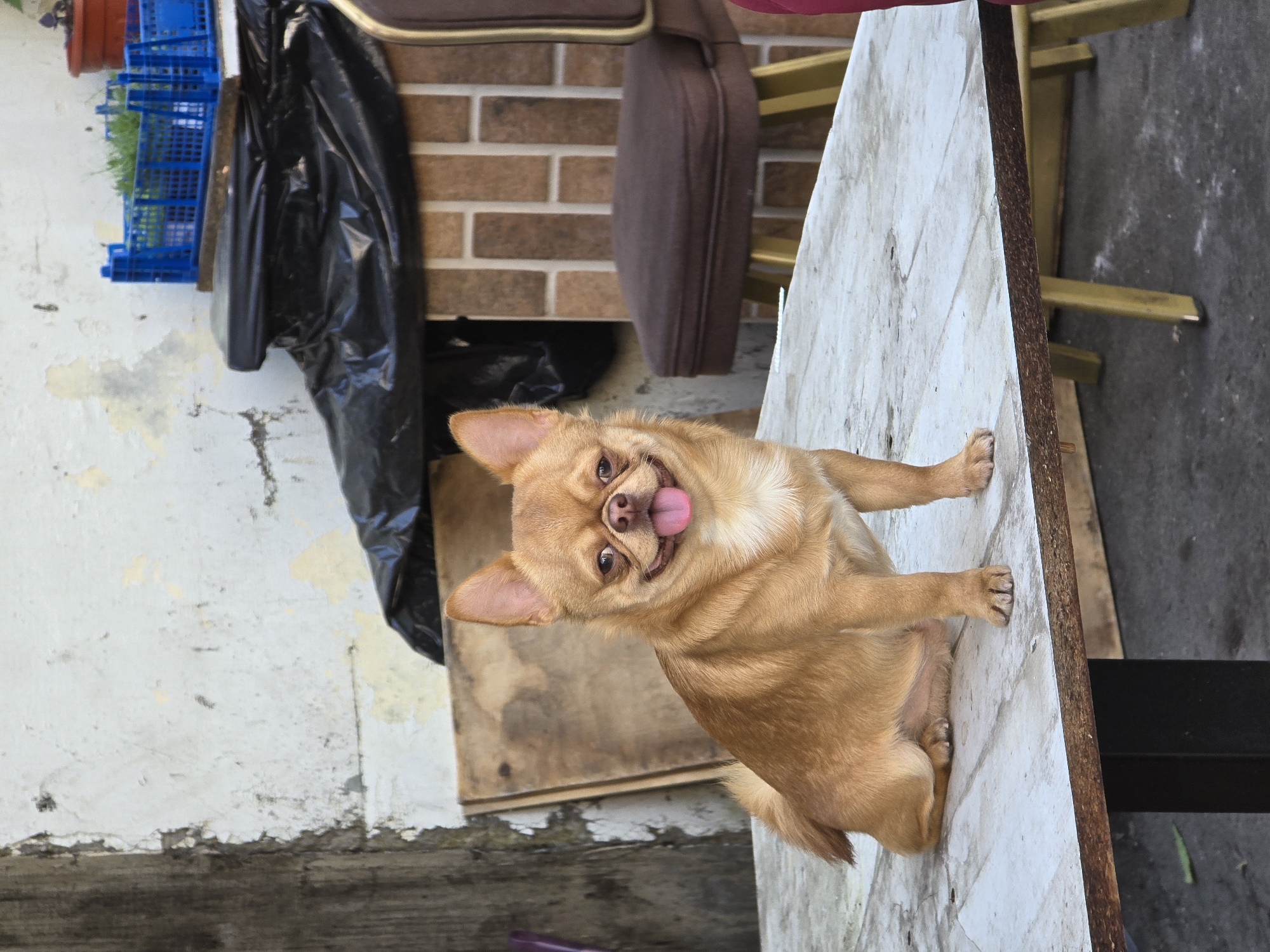 A small, light-brown Chihuahua-like dog sits on a white table, tilting its head and sticking its tongue out. Behind the table, a brown chair and a brick wall are visible. To the left, there is a white wall with peeling paint and a blue crate with plants. A black plastic bag hangs nearby. The scene appears to be outdoors, possibly in a courtyard or backyard. There is no indication of it being in Moscow, Russia.
