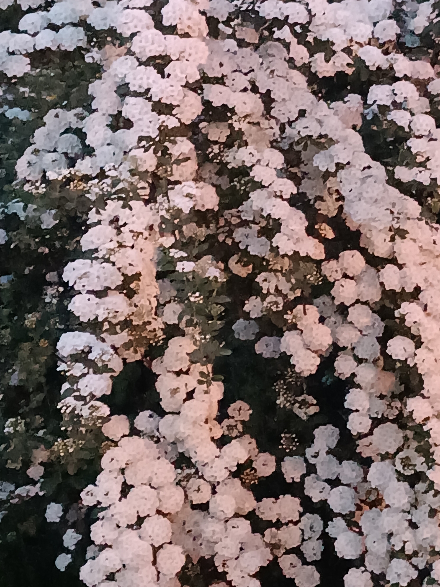 The image shows a dense cluster of white flowers with some greenery interspersed. The lighting suggests it might be dusk or a shaded area. The location information is not provided in the image.
