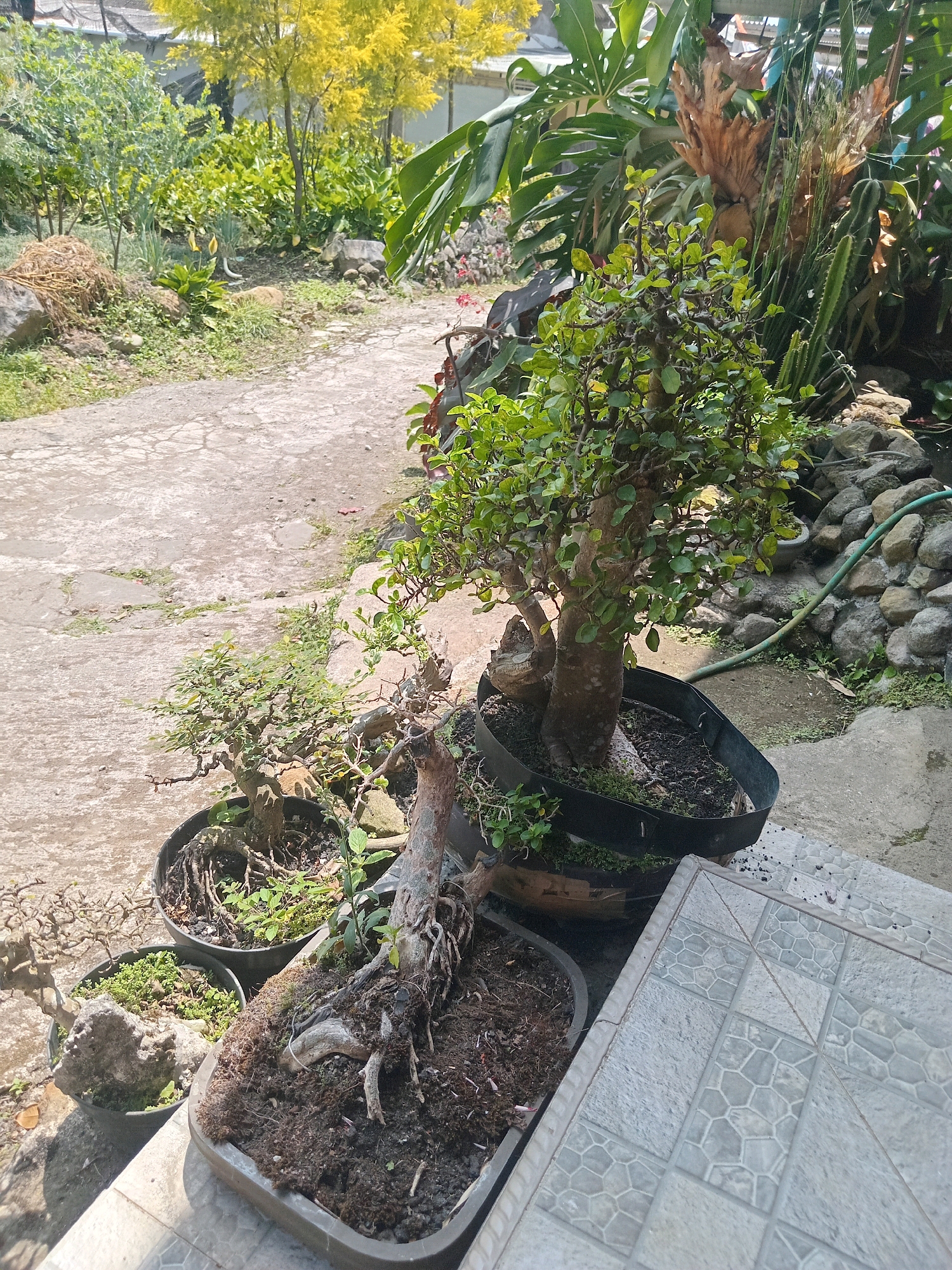 The image depicts an outdoor scene in what appears to be a garden or yard area, potentially in Claket, Indonesia. In the foreground, three bonsai trees in various pots are arranged on a concrete pathway and a tiled surface. The largest bonsai, with a thick, gnarled trunk and lush green foliage, is in a black, octagonal pot. To its left and slightly further back are two other bonsai, one in a round black pot and another in a rectangular gray planter, both showing exposed root systems and mossy ground cover.
The background reveals a mix of vegetation. To the left, there are leafy green plants and a cluster of yellow-leafed trees. Further back, dense green foliage and larger plants, including what appears to be a cactus and a large-leafed plant, are visible. A pile of dried straw or hay sits on the left side of the image, near a large rock. The ground is a mix of concrete pathways, dirt, and scattered rocks. A green garden hose is visible snaking across the rocky area. The lighting suggests it is daytime, with sunlight casting shadows.